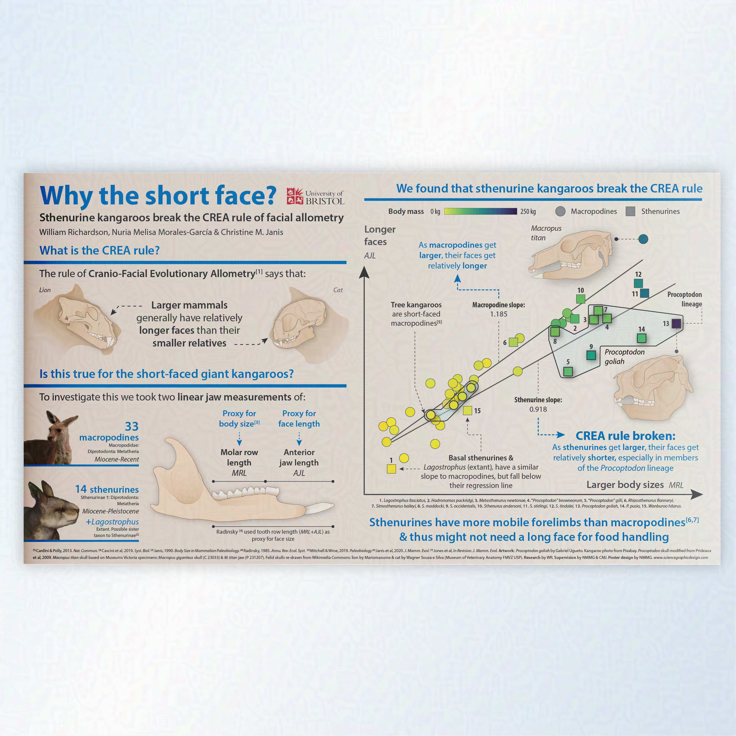 Conference poster on the Cranio-Facial Evolutionary Allometry (CREA) rule in sthenurine kangaroos. The poster shows that  sthenurine kangaroos do not follow the CREA rule. This might be because they have mobile forelimbs and not need a long face for 