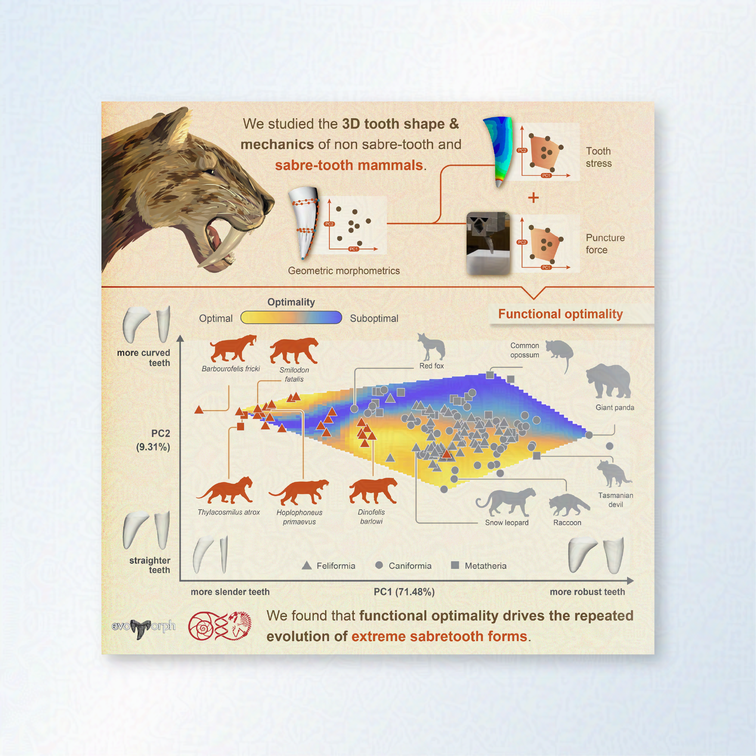 A graphical abstract showing a study of 3D tooth shape and mechanics of non sabre-tooth and sabre-tooth mammals. At the top is an illustration of a sabre-tooth cat. Underneath is a PCA plot showing that functional optimality drives the repeated evolu