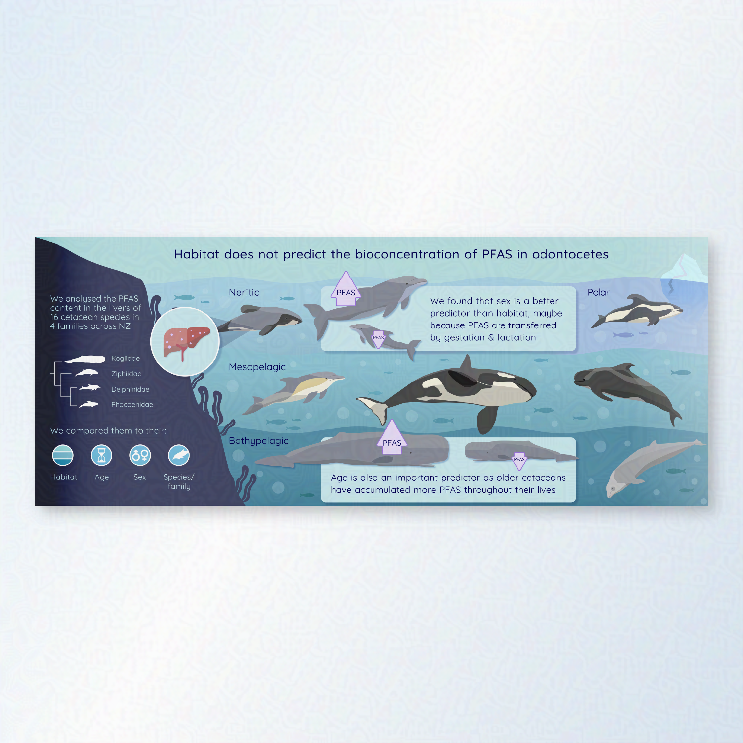 A graphical abstract showing the build up of PFAS in the livers of cetaceans and that habitat does not predict this. The abstract shows an underwater scene of many different cetaceans. 