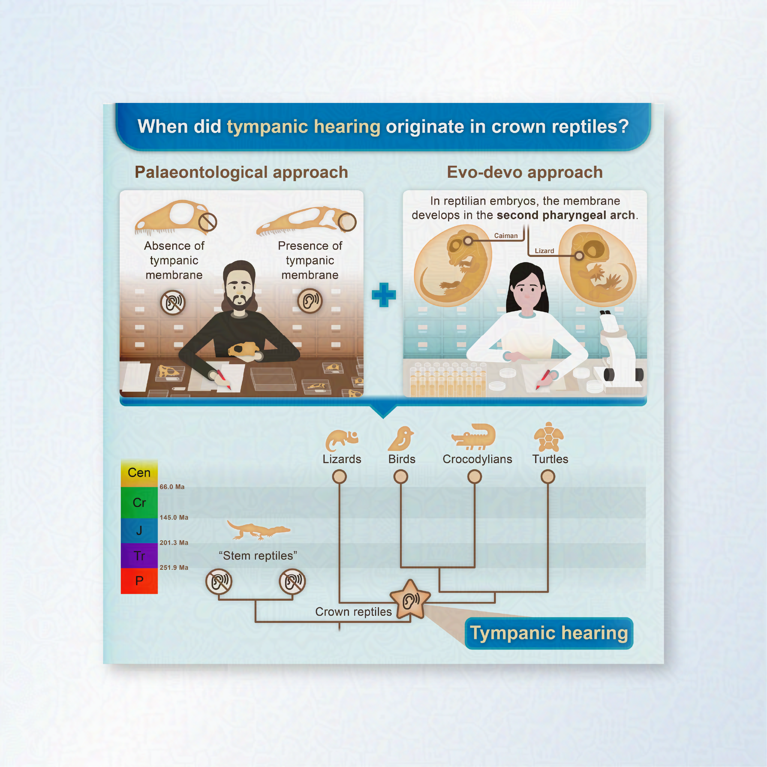 A graphical abstract which shows when tympanic hearing originated in crown reptiles. At the top are two scientists, one working on anatomy, and the other in a lab with embryos. Underneath is a phylogeny. 