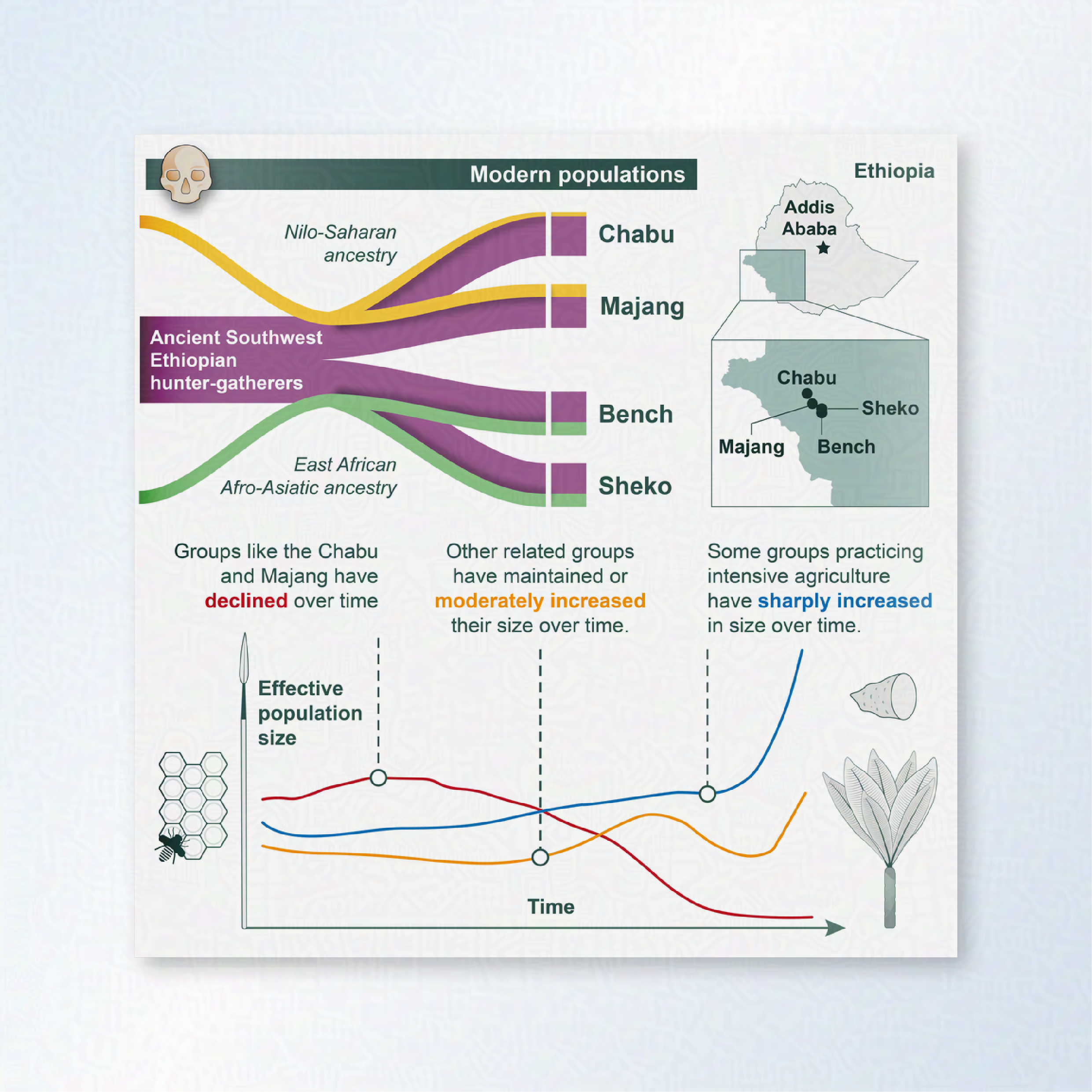 A graphical abstract showing the change in effective population size of descendant groups of Ancient Southwest Ethiopian hunter-gatherers. A graph at the bottom shows the change in effective population size over time. A cladogram at the top shows the