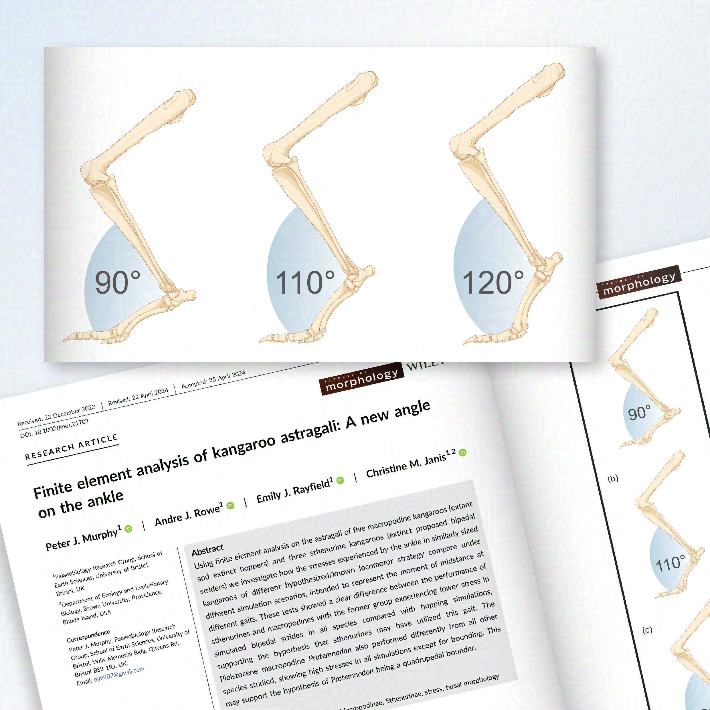 A figure showing the skeletal anatomy of a kangaroo ankle, posed at different angles (90-120 degrees). 