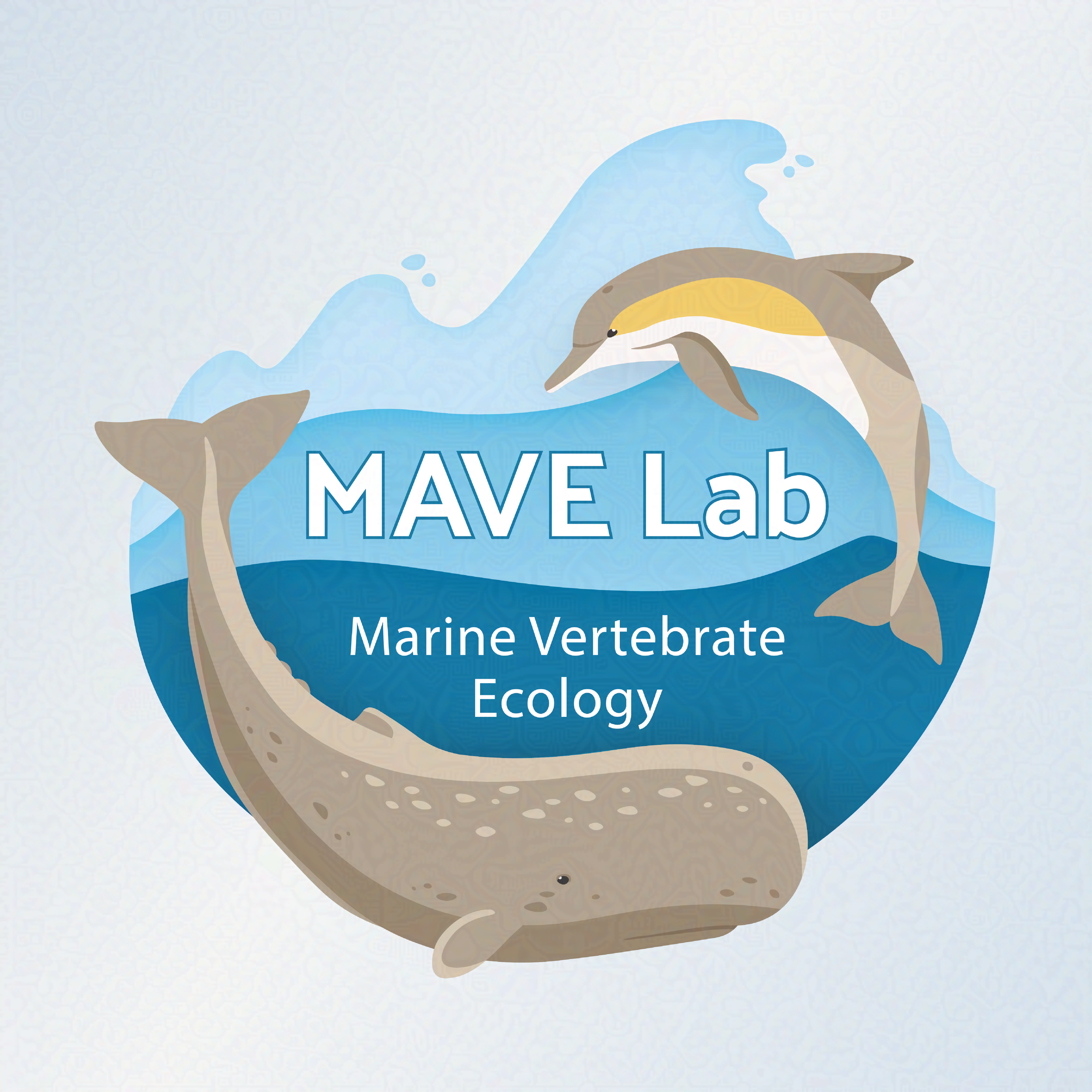MAVE ( Marine Vertebrate Ecology) Lab logo. A dolphin and a whale dive in the sea around the text. 