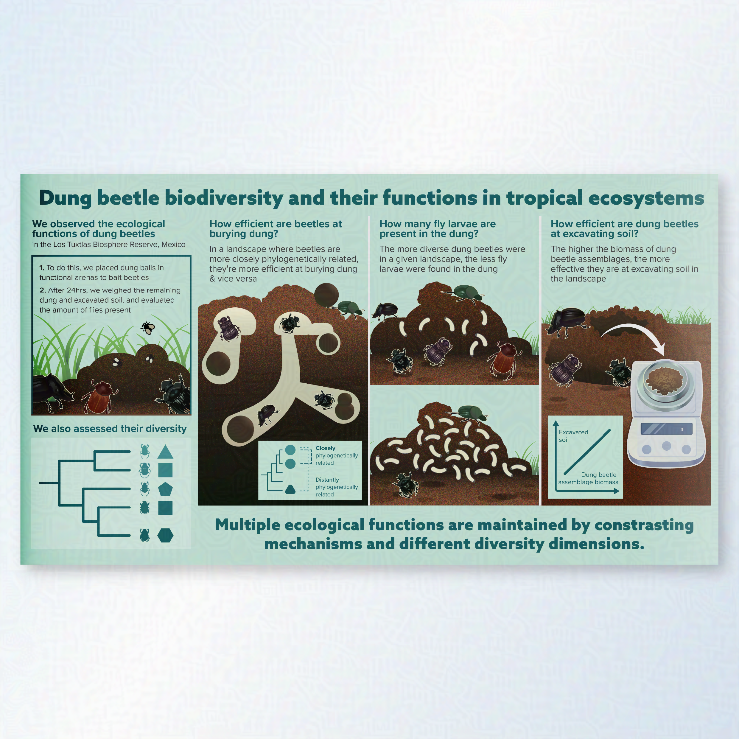 A graphical abstract showing dung beetle diversity and their functions in tropical ecosystems. A wide array of beetles are shown to be burrowing or walking on a pile of earth.
