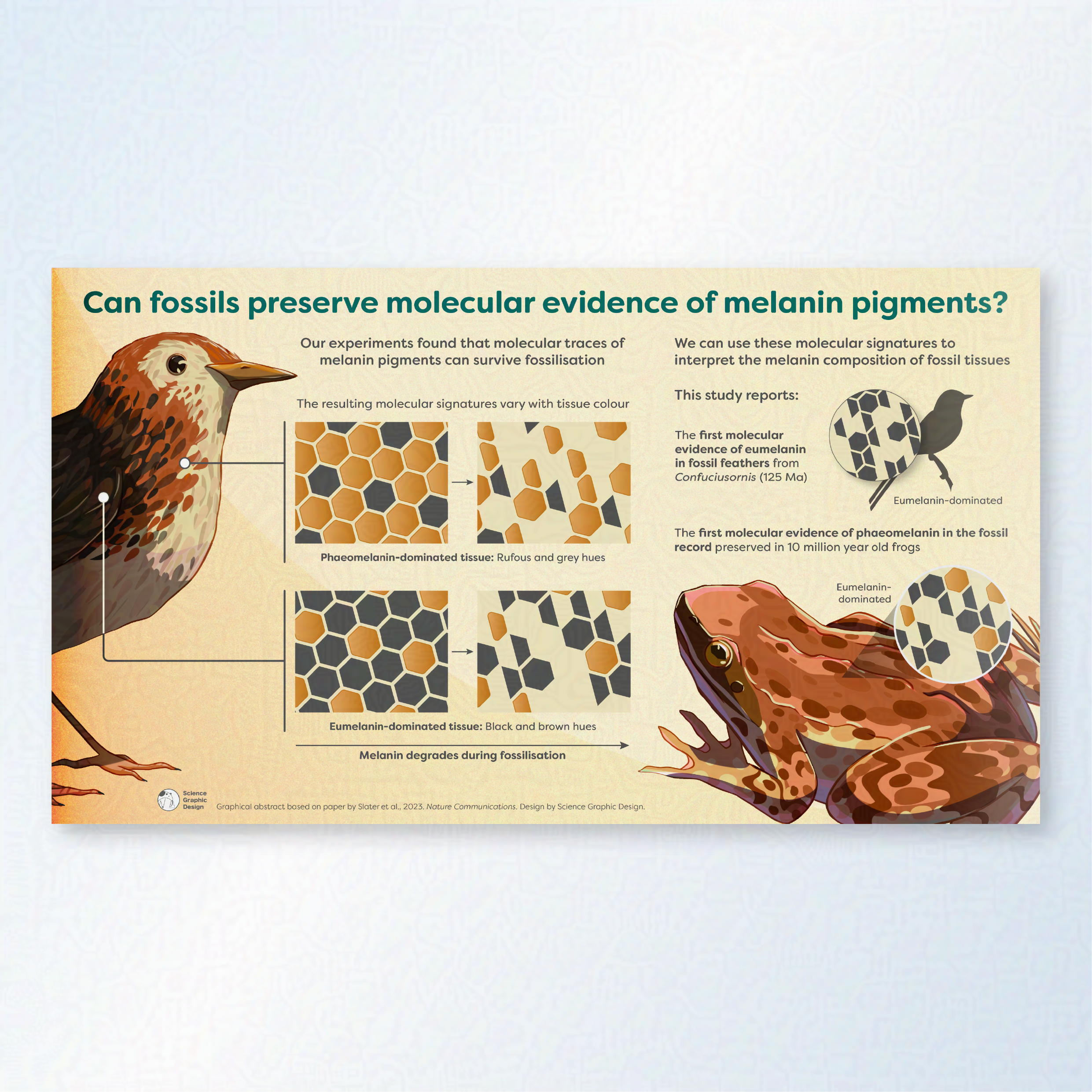 A graphical abstract showing fossil preservation of melanin. An orange red bird and frog show different pull outs of melanin composition. 