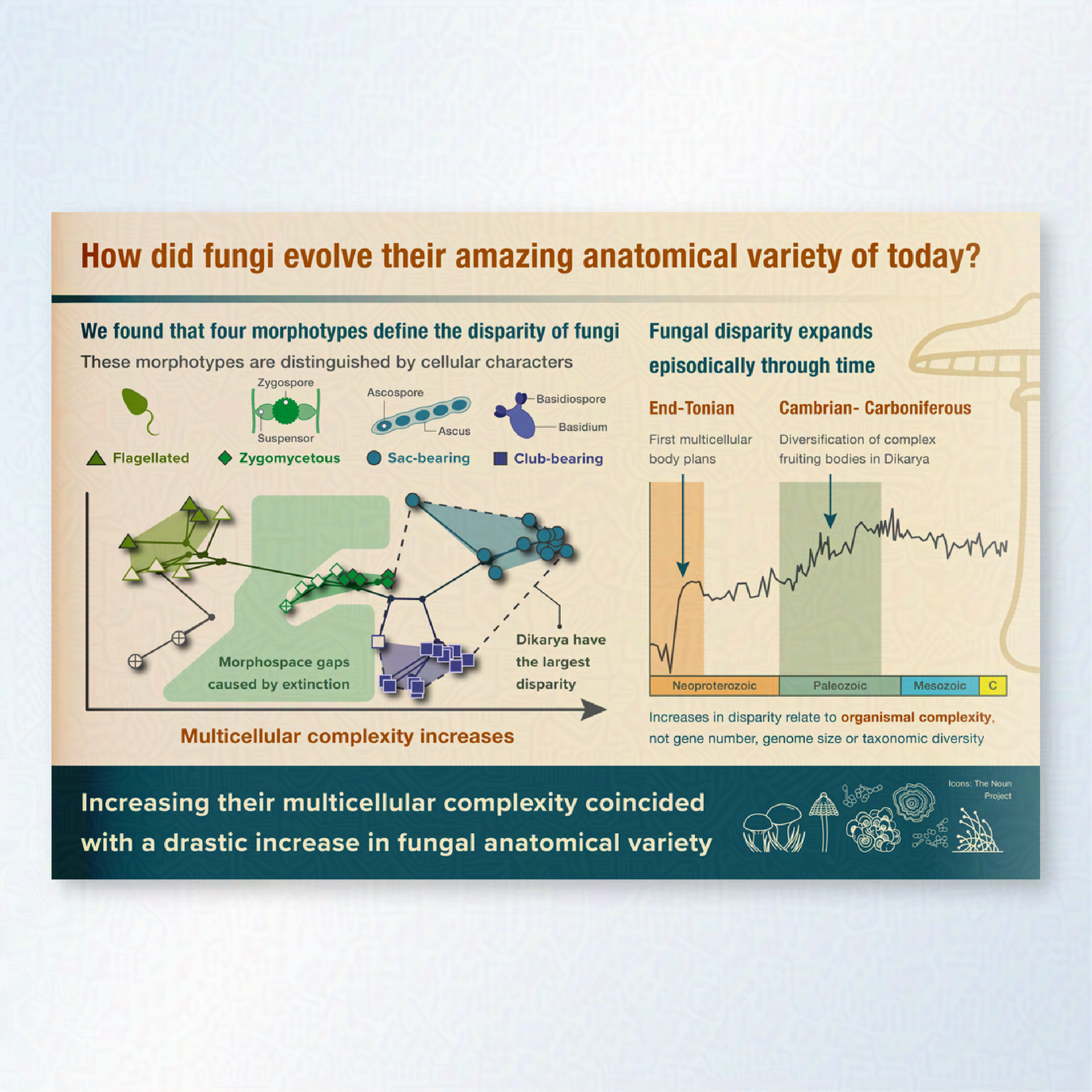 A graphical abstract which demonstrates the increased range in fungi anatomical variety over time. A graph shows multicellular complexity increases. Next to it a time calibrated plot shows big jumps in the End-Tonian and Cambrian-Carboniferous. 