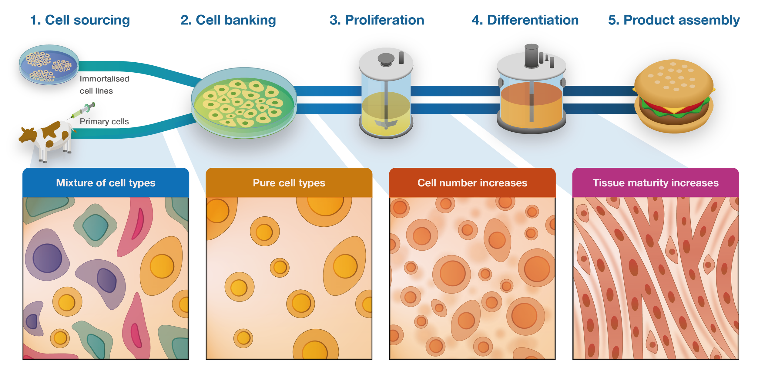 Figure from Stout et al., 2023. It shows the overview of the cultured meat production process.