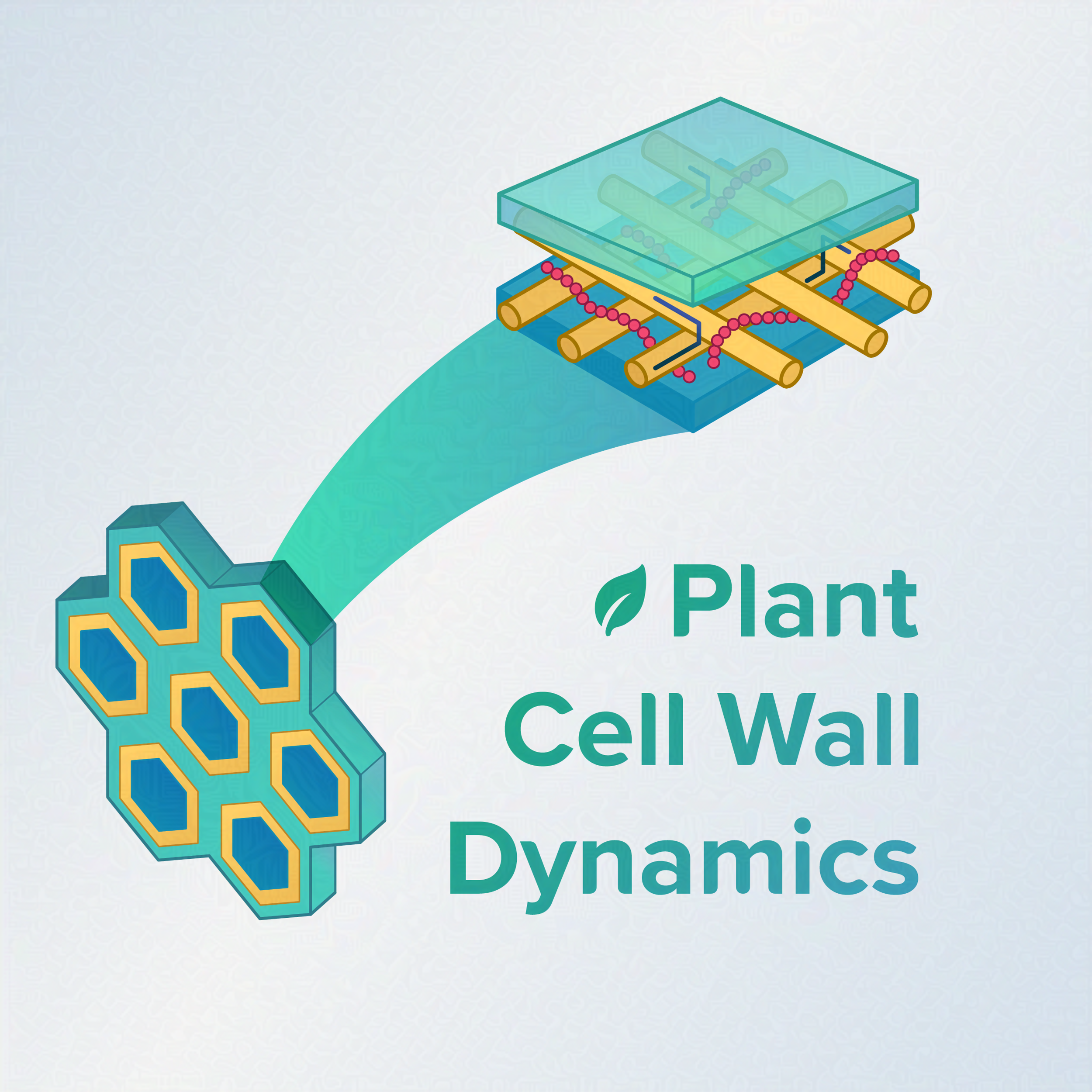 Plant Cell Wall dynamics text. A cross section of material layers of a plant wall shows a pull out to a hexagonal elements.