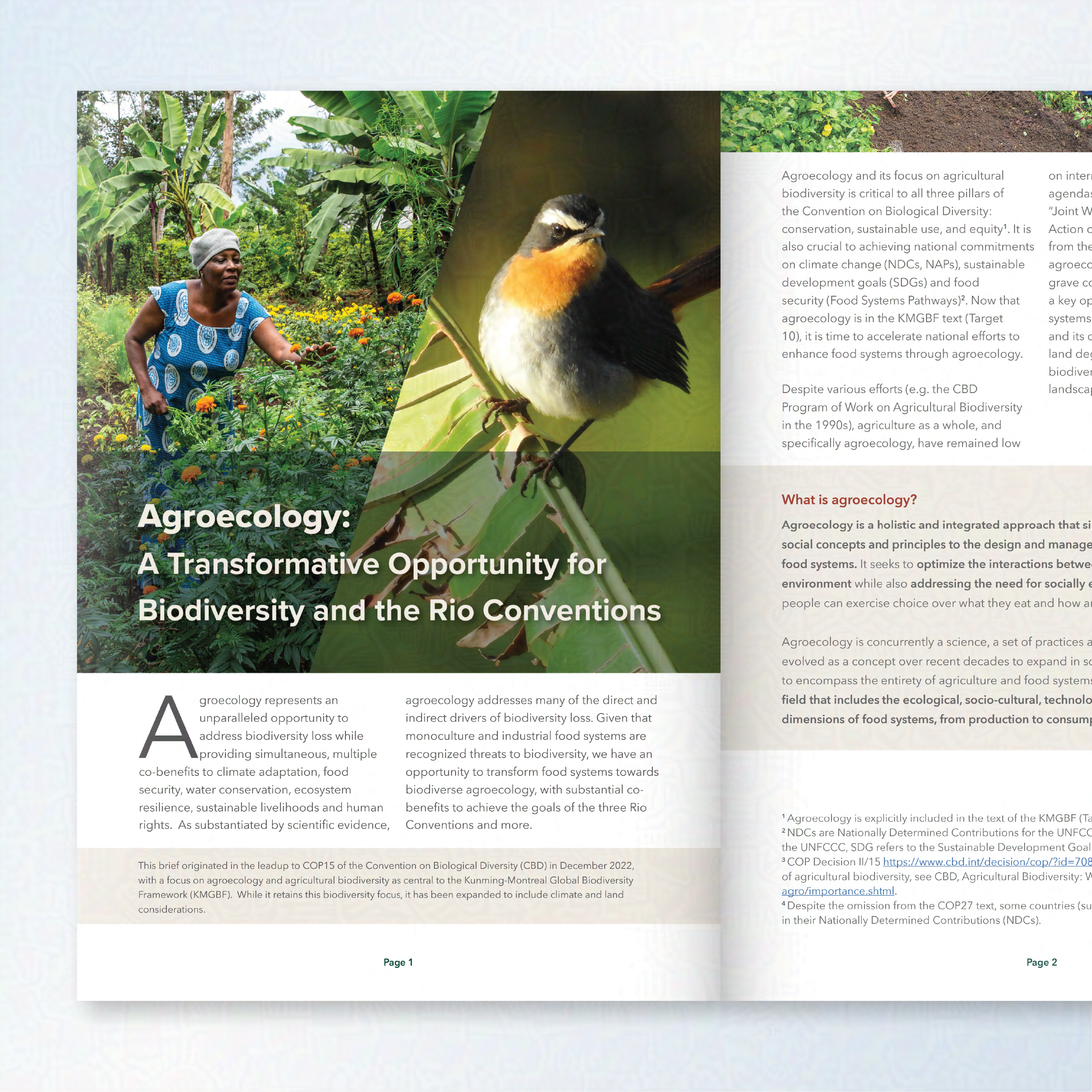 Page layout for BioVision on Agroecology. The title page shows images of small scale farming and a bird. 
