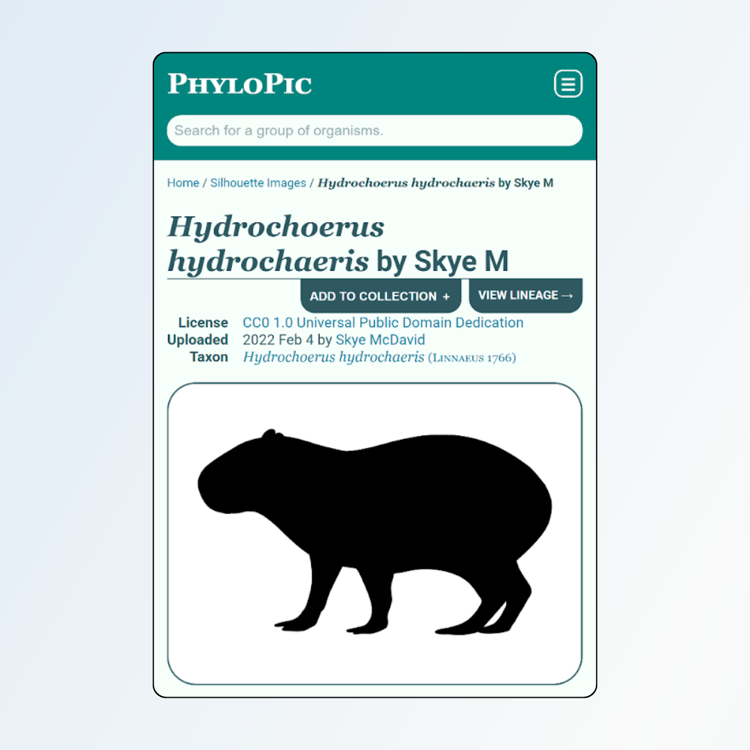 Silhouette of a capybara.  Silhouette found on PhyloPic.