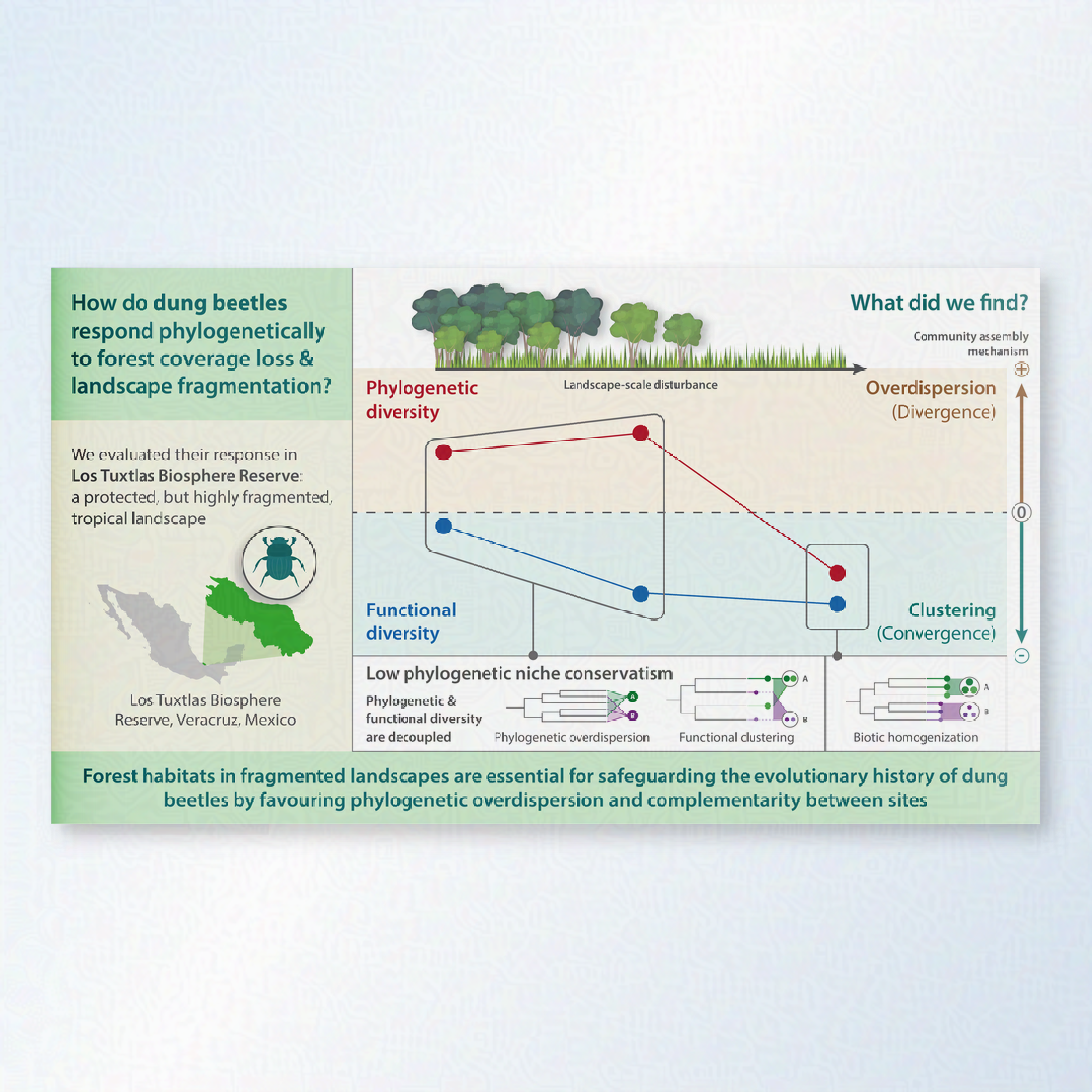 A graphical abstract showing how dung beetles respond phylogenetically to forest coverage loss and landscape fragmentations. Below is a map showing the location of the population. Next to it is a graph showing changes in functional diversity and phyl