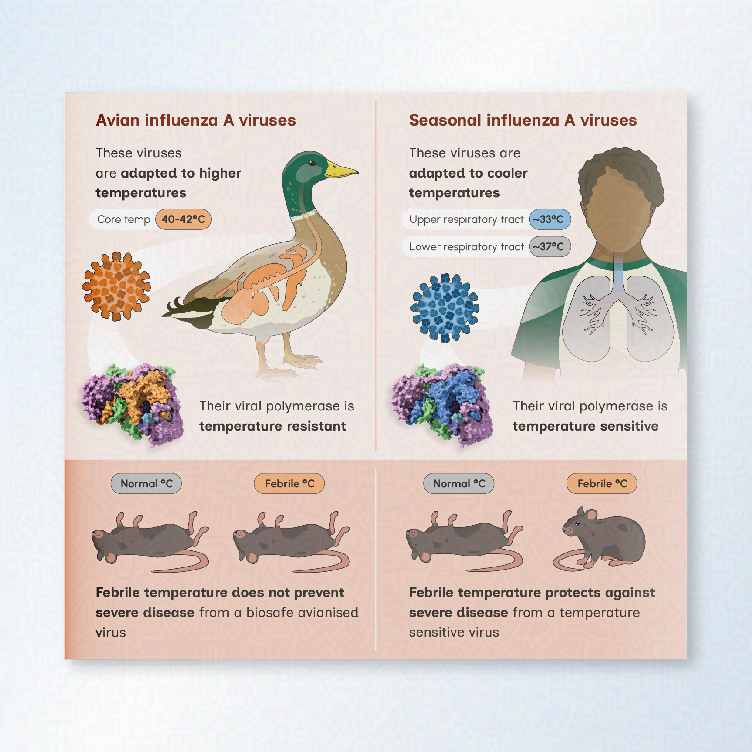A graphical abstract showing the difference between Avian Influenza A and Seasonal Influenza A. A mouse demonstrates the difference temperature has on the two viruses. A duck illustrates Avian influenza A and a human demonstrates Seasonal Influenza.
