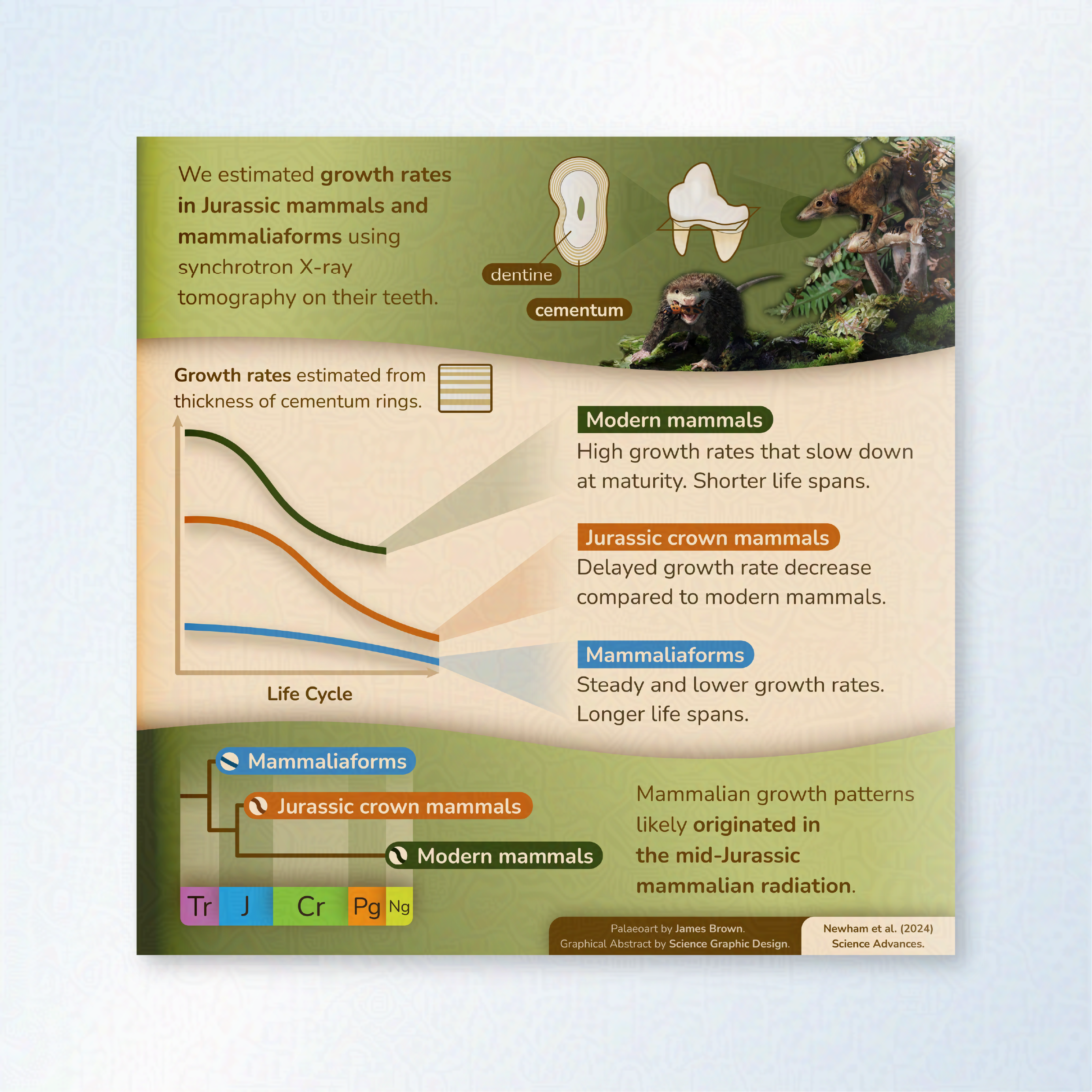 A graphical abstract which shows mammalian growth patterns likely originated in the mid-Jurassic mammalian radiation.  It shows a graph where modern mammals have a higher growth rate than mammaliaforms.