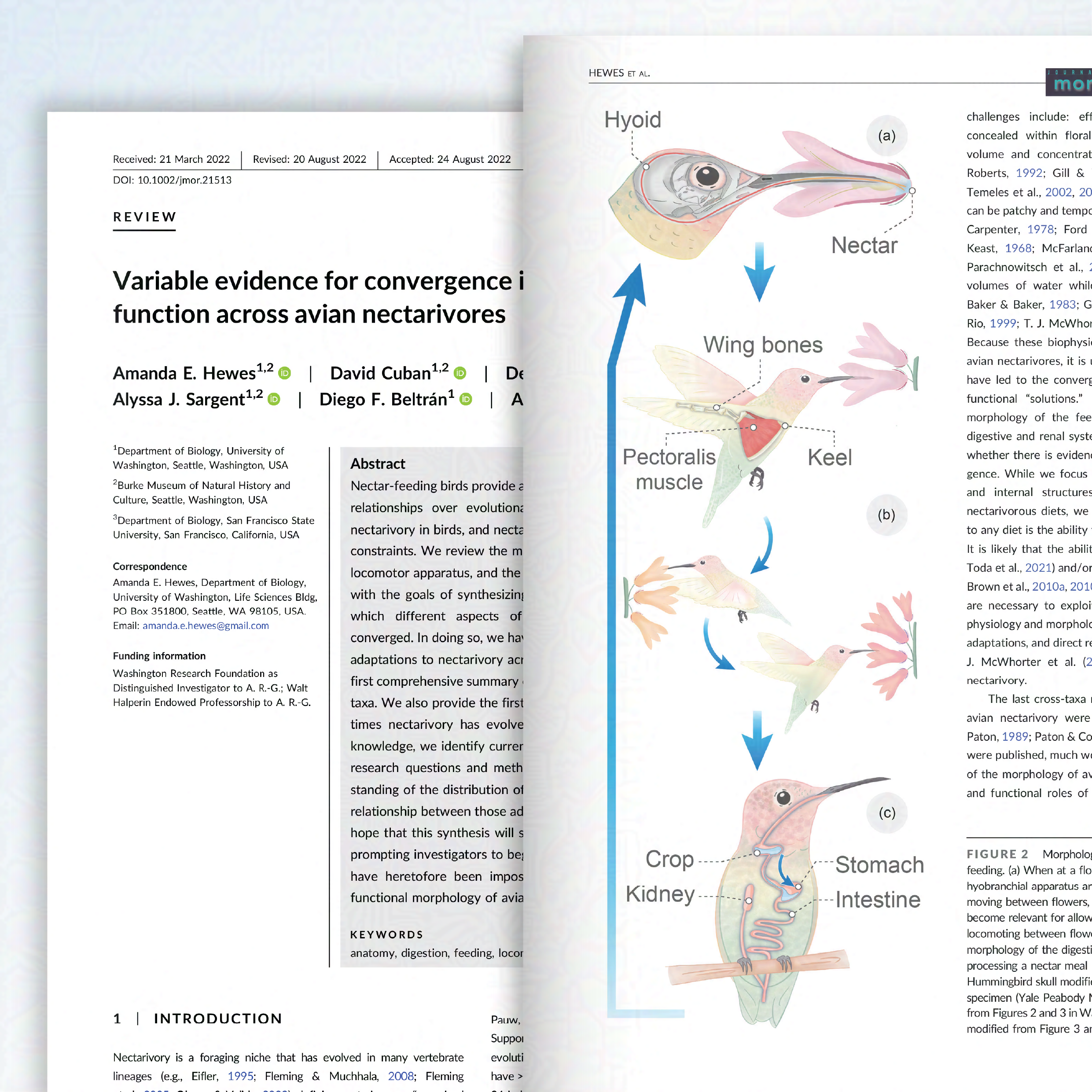 A figure showing the internal anatomy  and morphological correlates of a hummingbird during different stages of feeding.