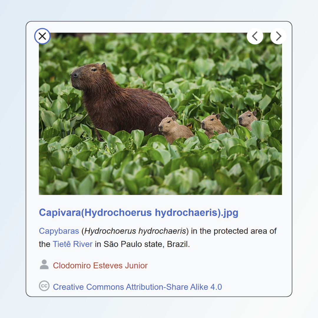 Image of wikipedia screen shot showing an image of a capybara.