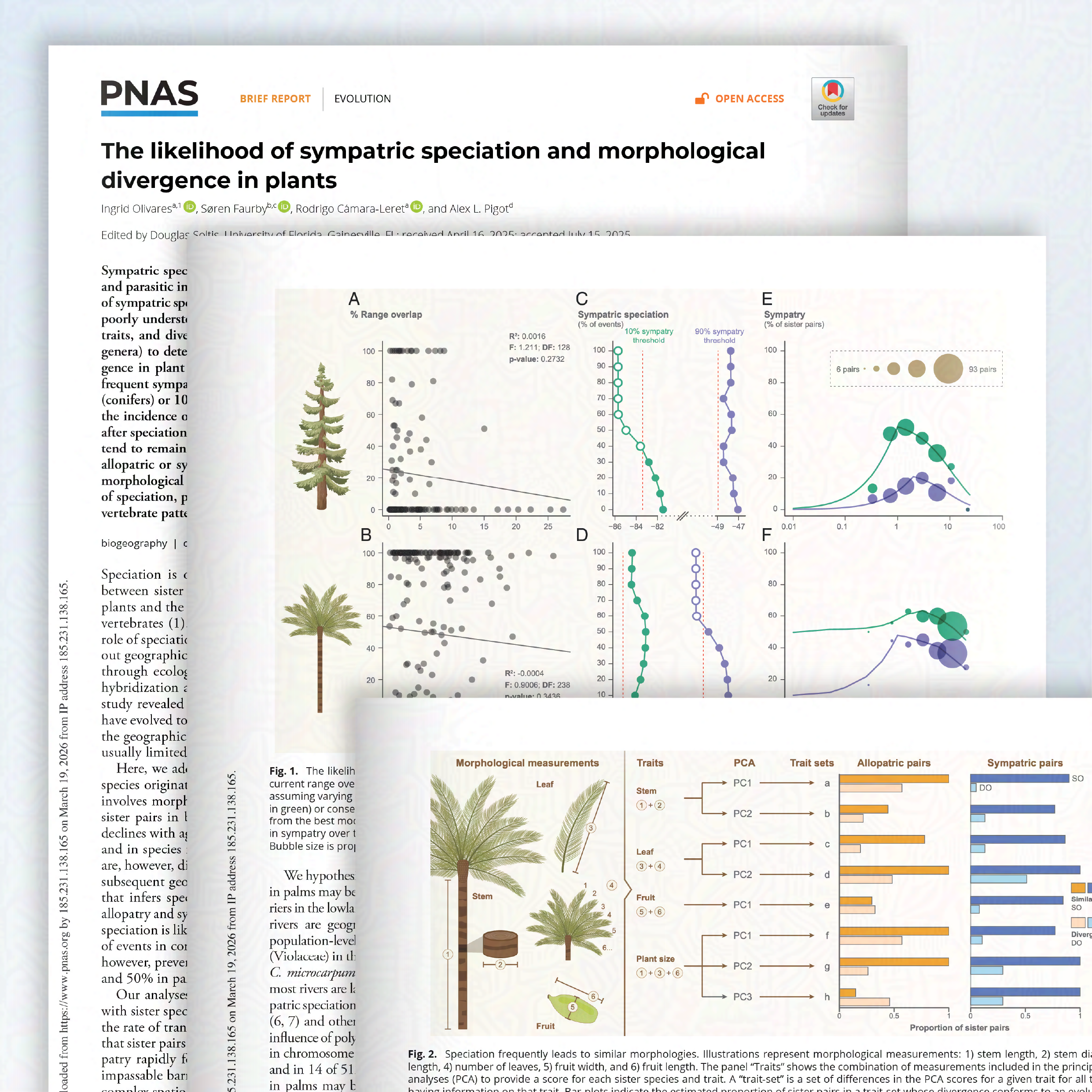 A multipanel figure with graphs detailing variations in morphological measurements of plants in sympatric and allopatric pairs. The graphs are a range of bar plots and scatter plots.