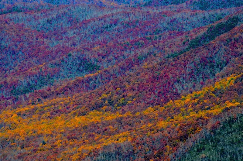 Robert Watroba, Color photo on metal. Nature photography is one of my favorite genres. These are three examples of my work.