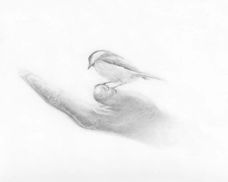 Anna Poirier, Graphite. My work in graphite is inspired by the ordinary and intimate moments in the lives of birds and animals. Admiration and respect for these special beings, combined with the meditative act of drawing, brings me great joy. I love 