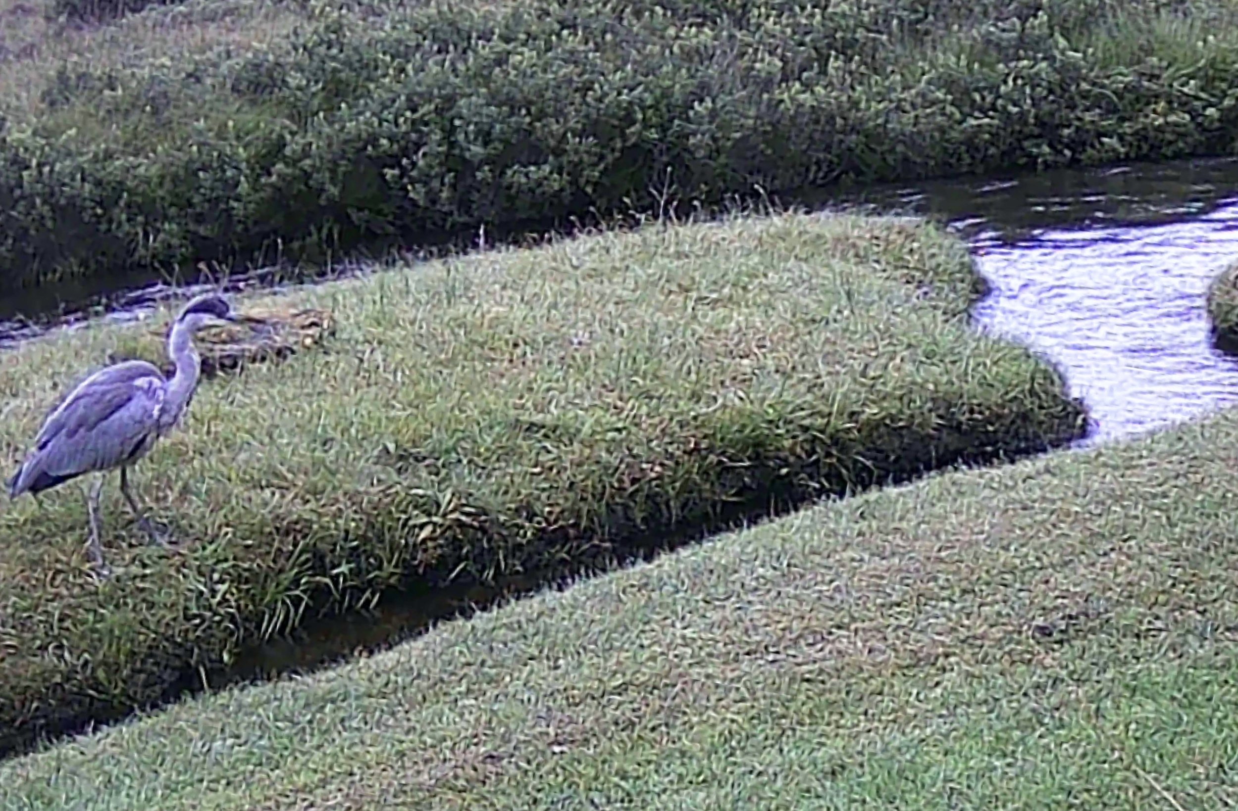 First attempt with our new trail camera