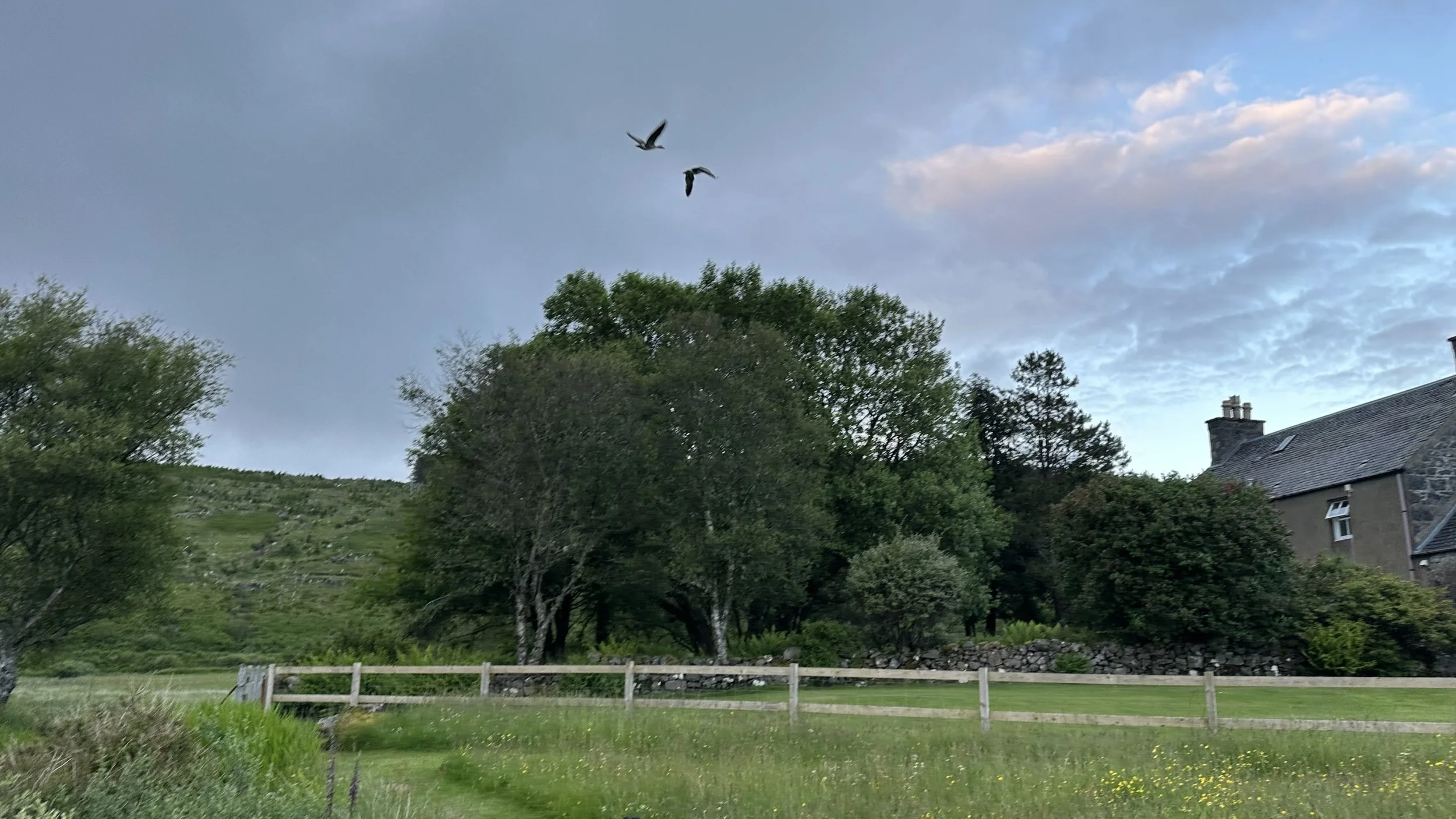 At last got those pesky geese!