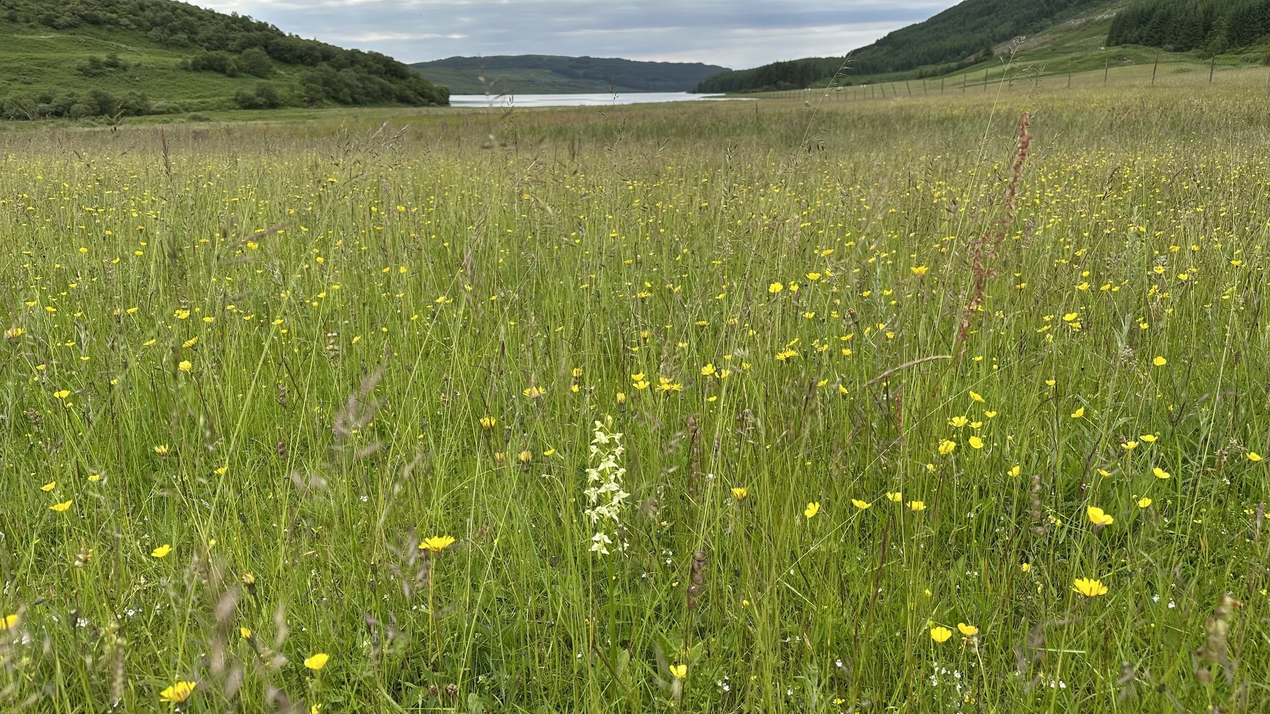 Butterfly orchid at Ledmore, Isle of Mull