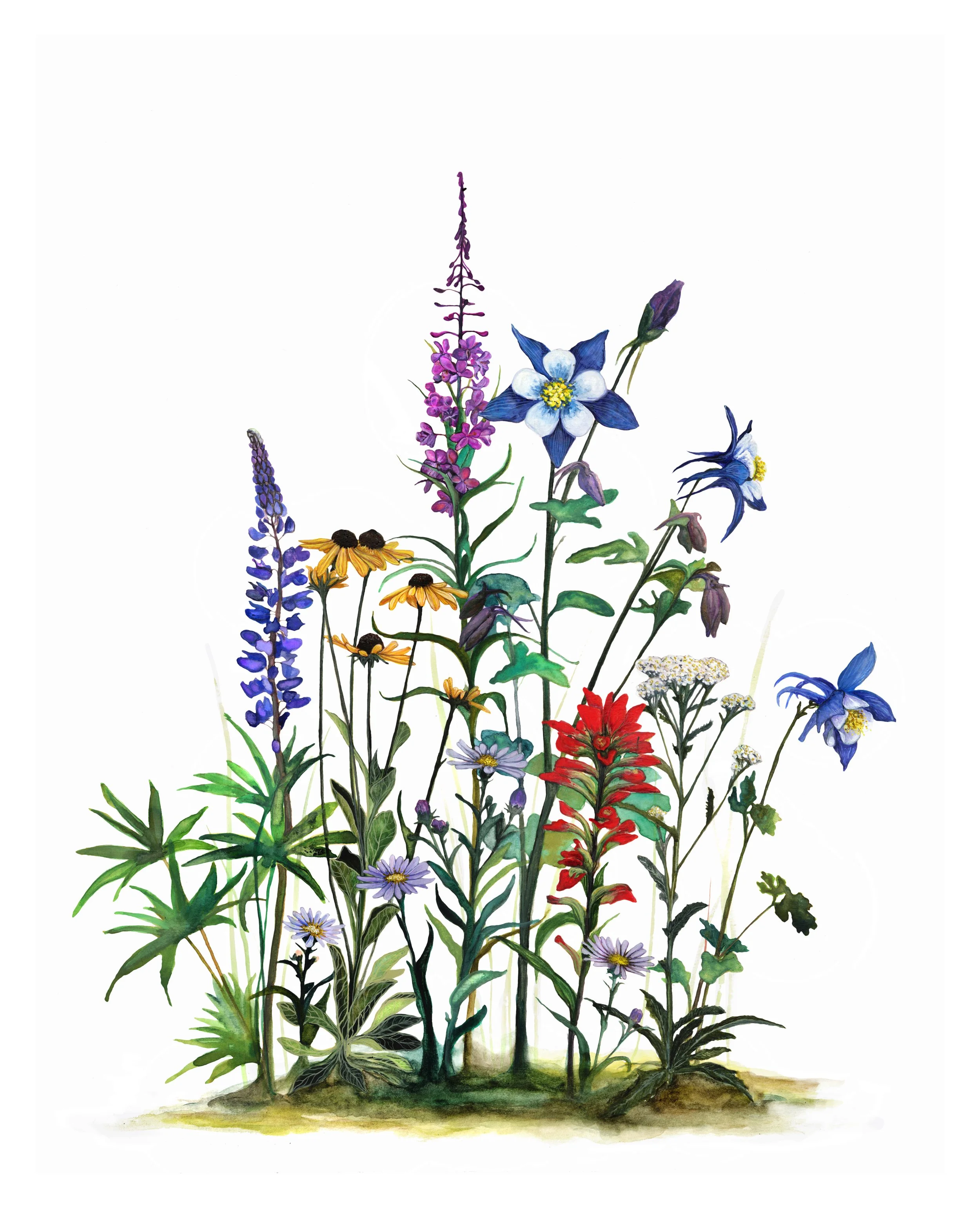 Rocky Mountain Wildflowers_Afterlight.JPG