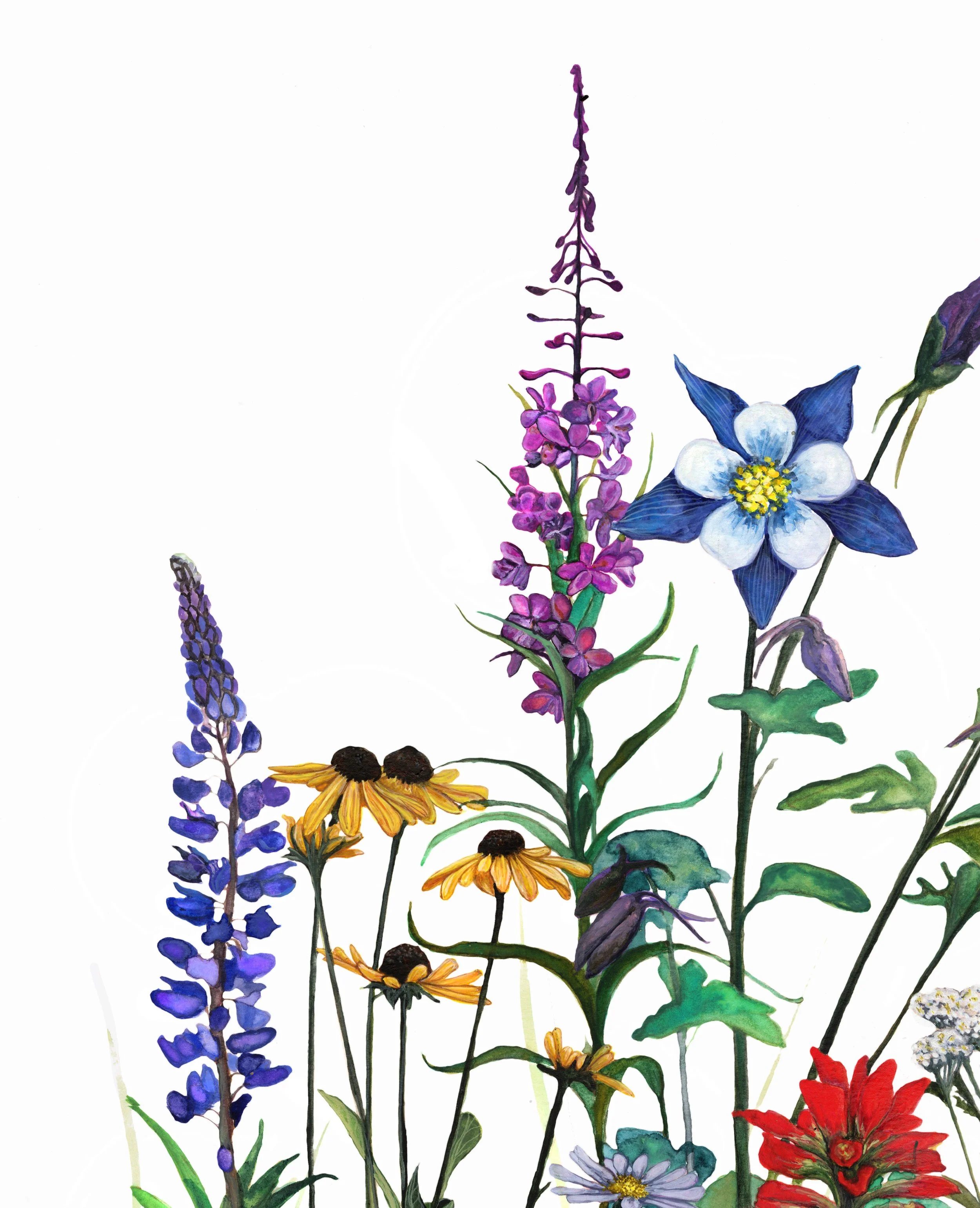 Rocky Mountain Wildflowers_Afterlight_Afterlight.JPG