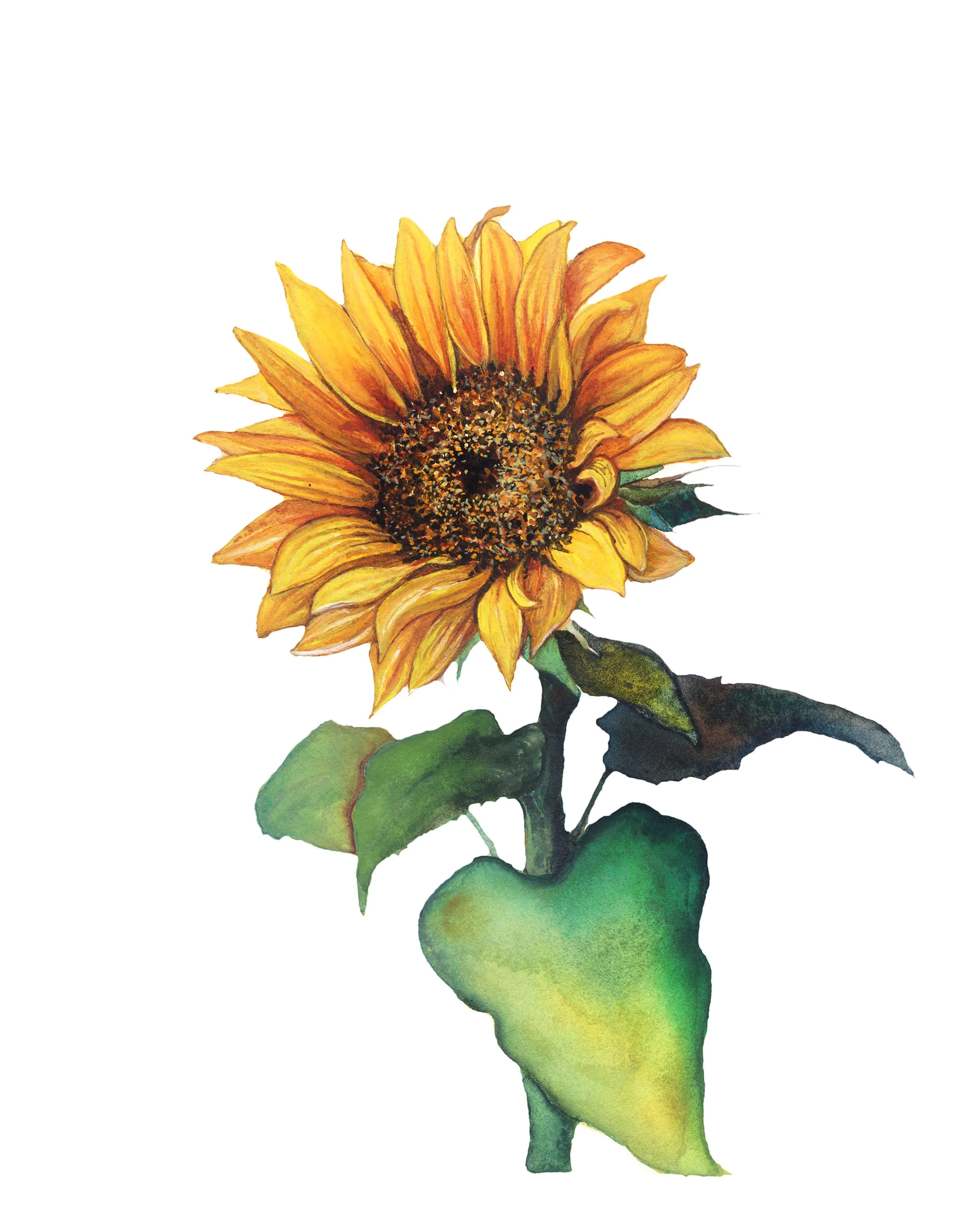 Sunflower2025.jpg