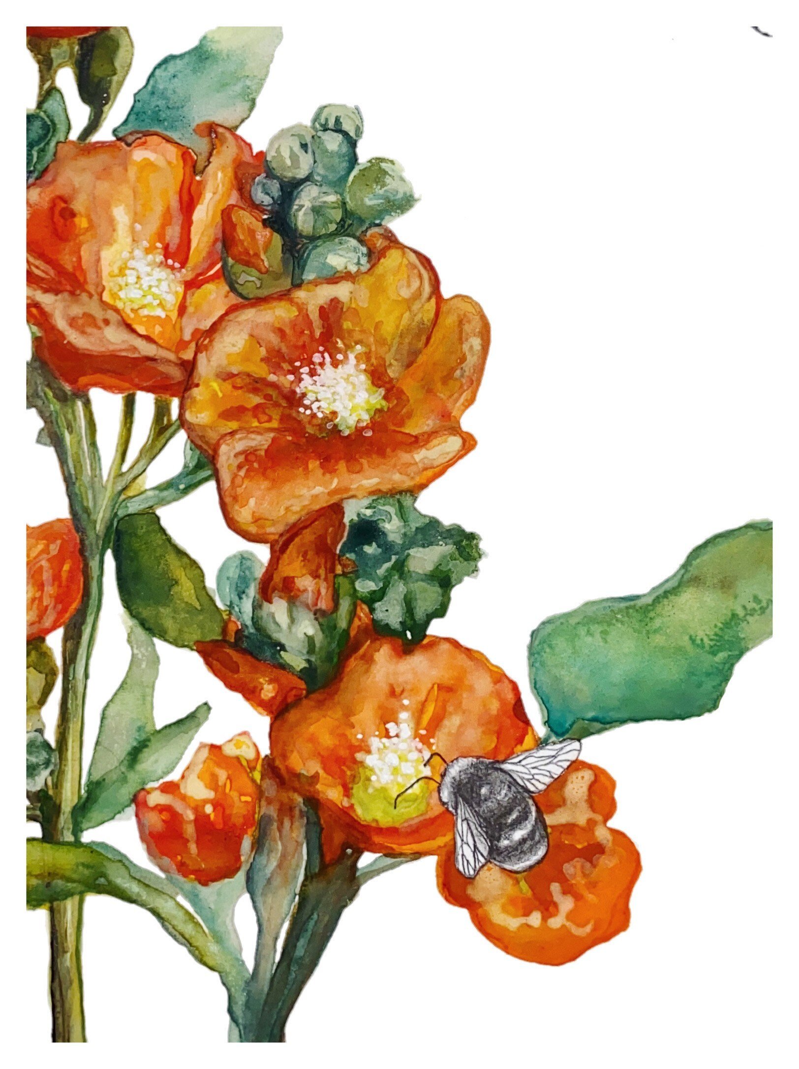 detailed view of watercolor print orange globe mallow flowers