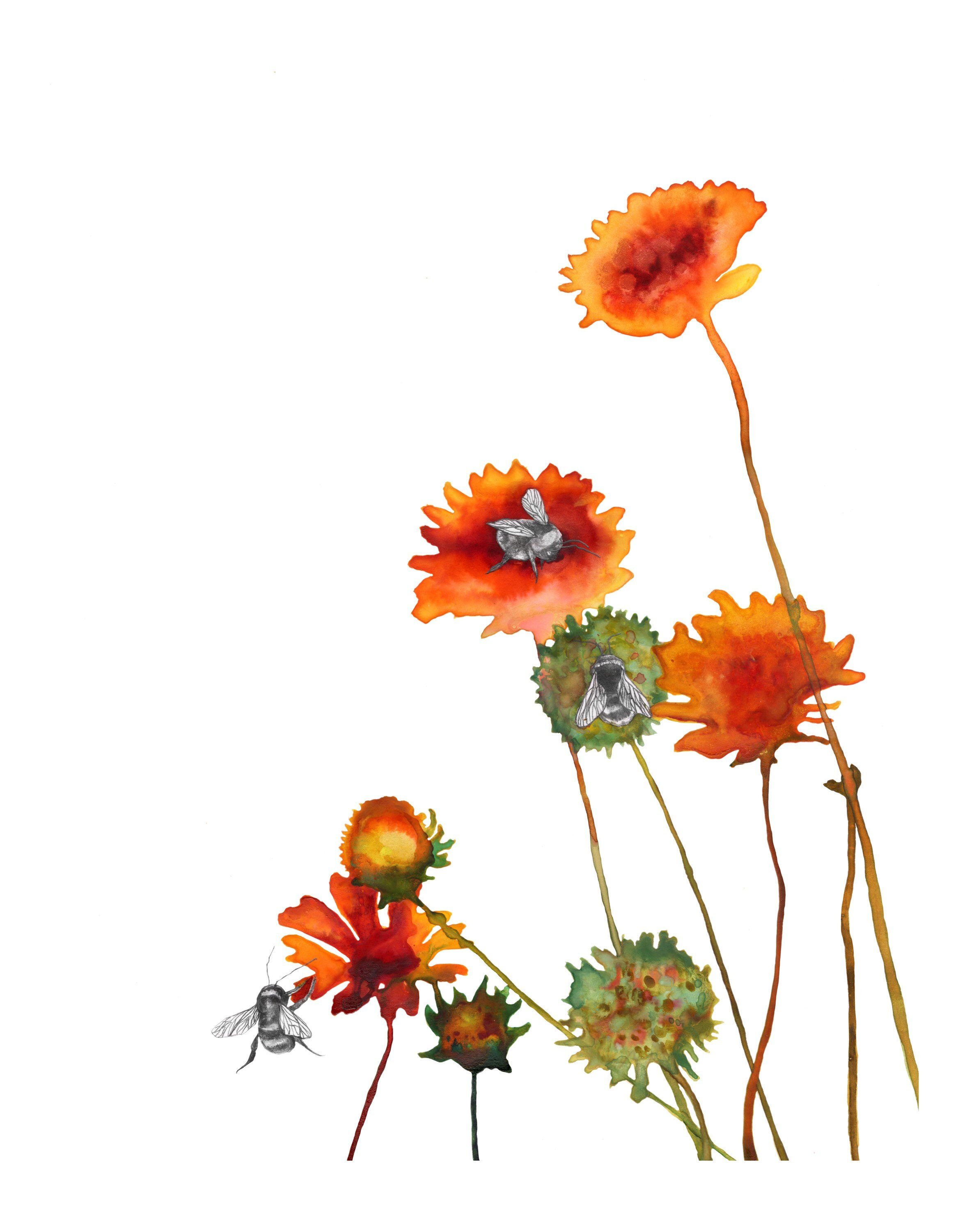 orange wildflower watercolor painting