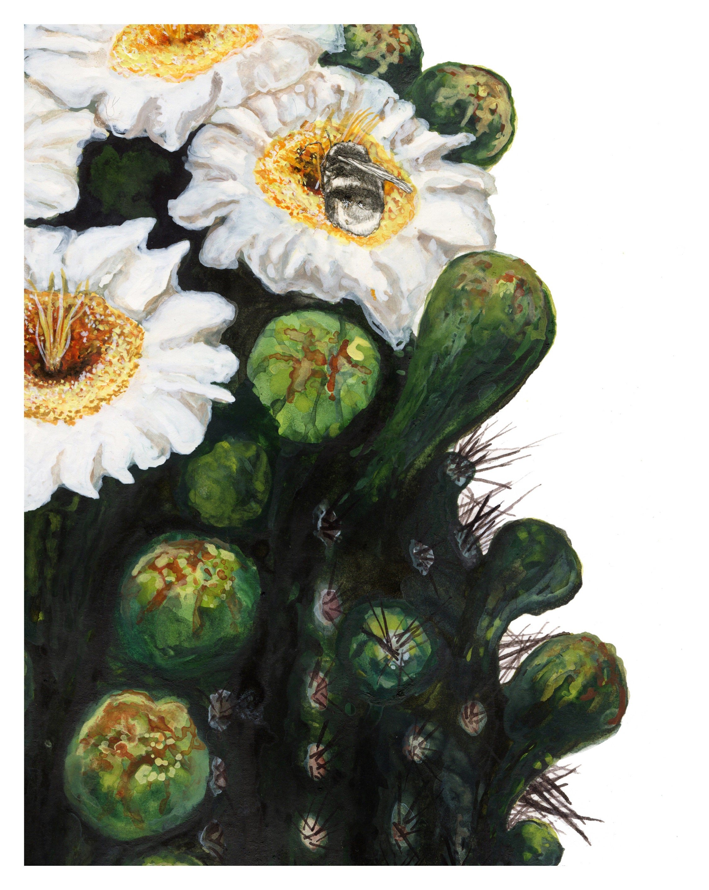 watercolor floral art print of saguaro cactus in bloom