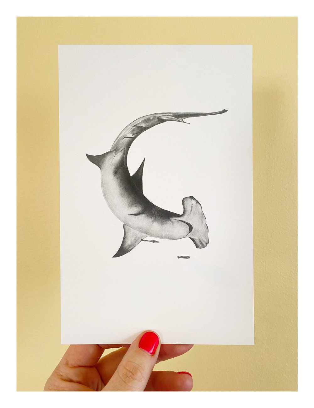 Pencil Drawing Print of Hammerhead Shark — Lily Cain Studio
