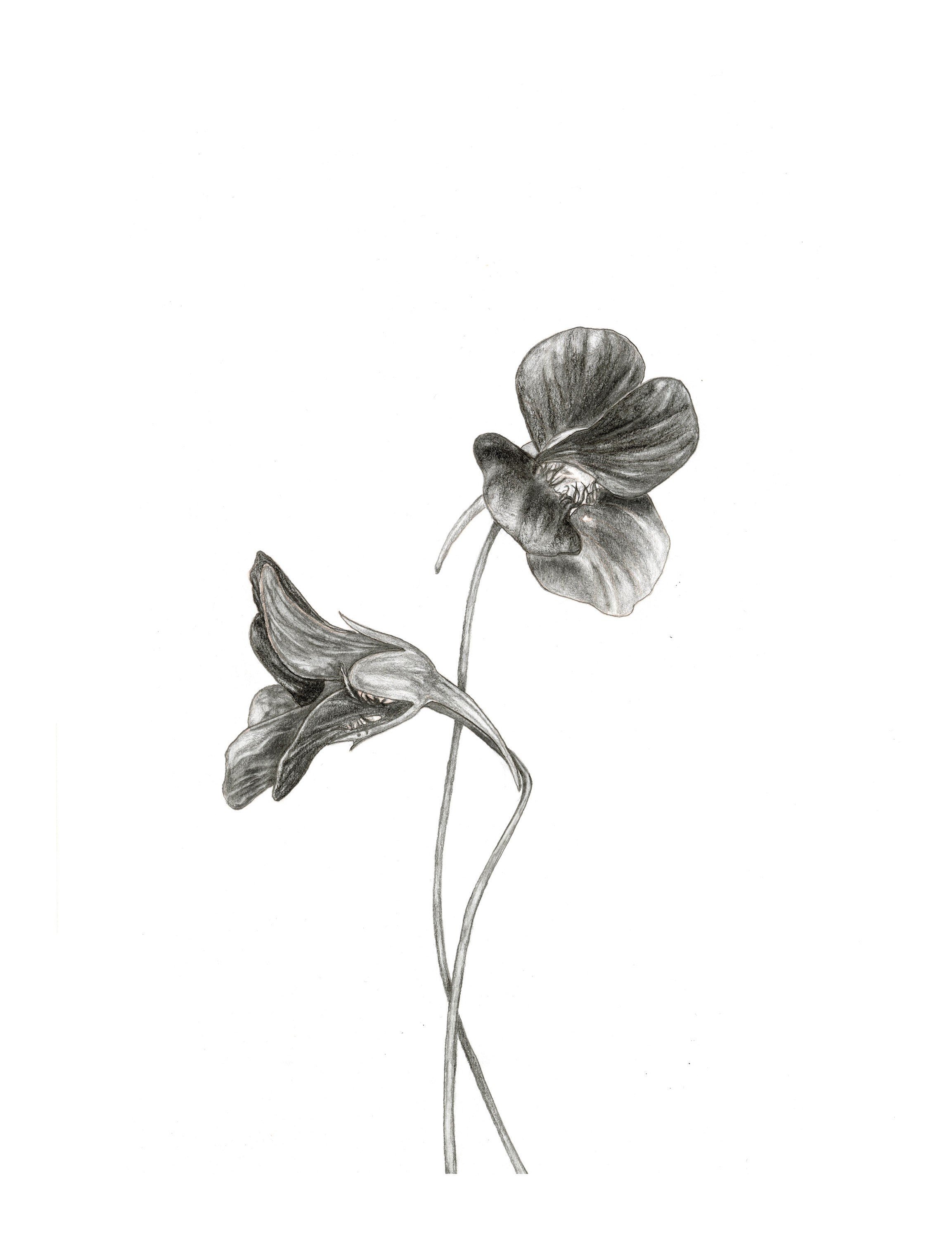 Sketch of Tropaeolum Majus Plant. Ink Drawing of Garden Nasturtium. Flower  and Leaf Illustration by Indian Cress. Capucine Plant. Stock Illustration -  Illustration of medicine, floral: 269161883