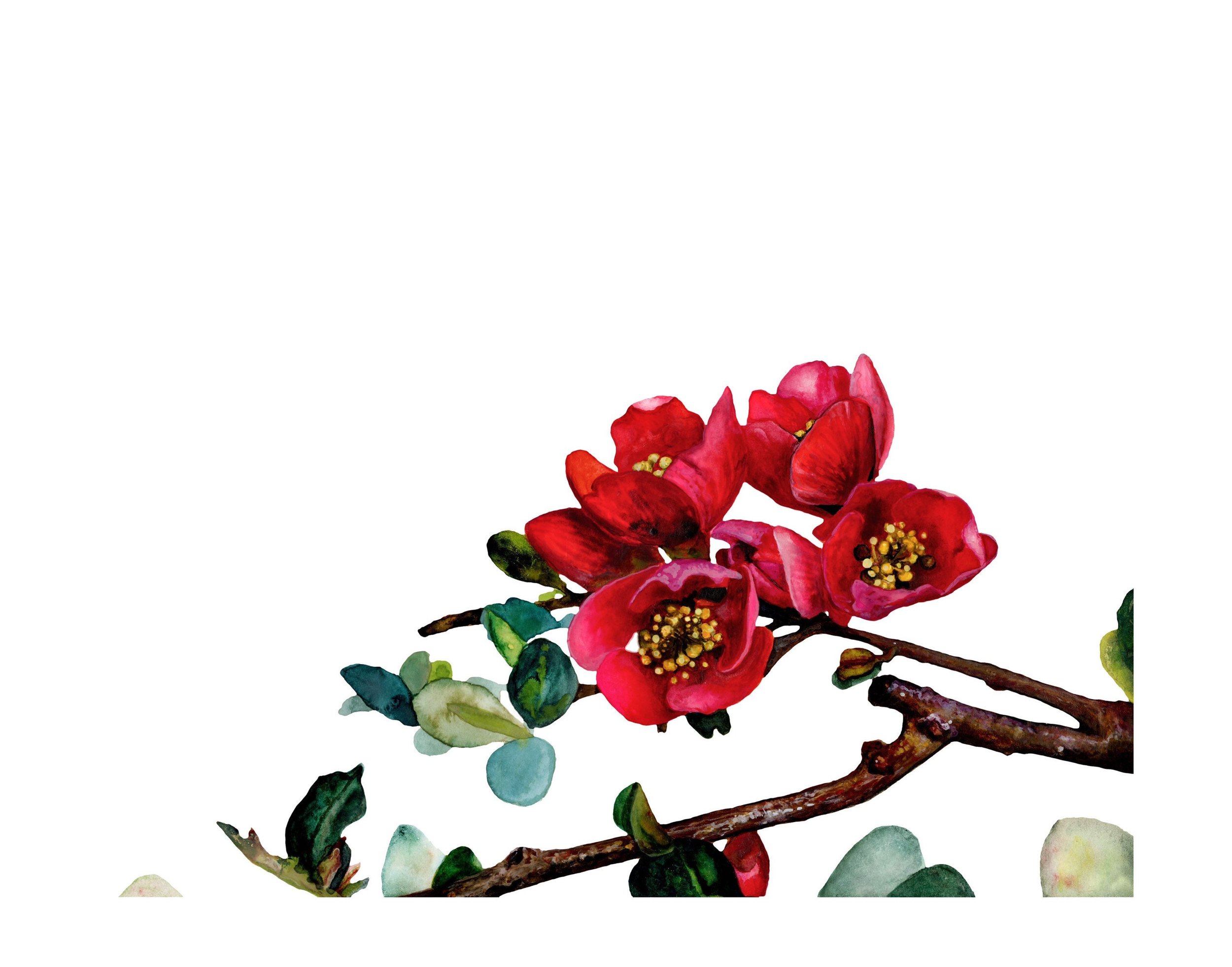 watercolor print of quince in bloom