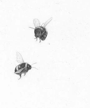 detailed view of realistic bumble bee drawing- home art