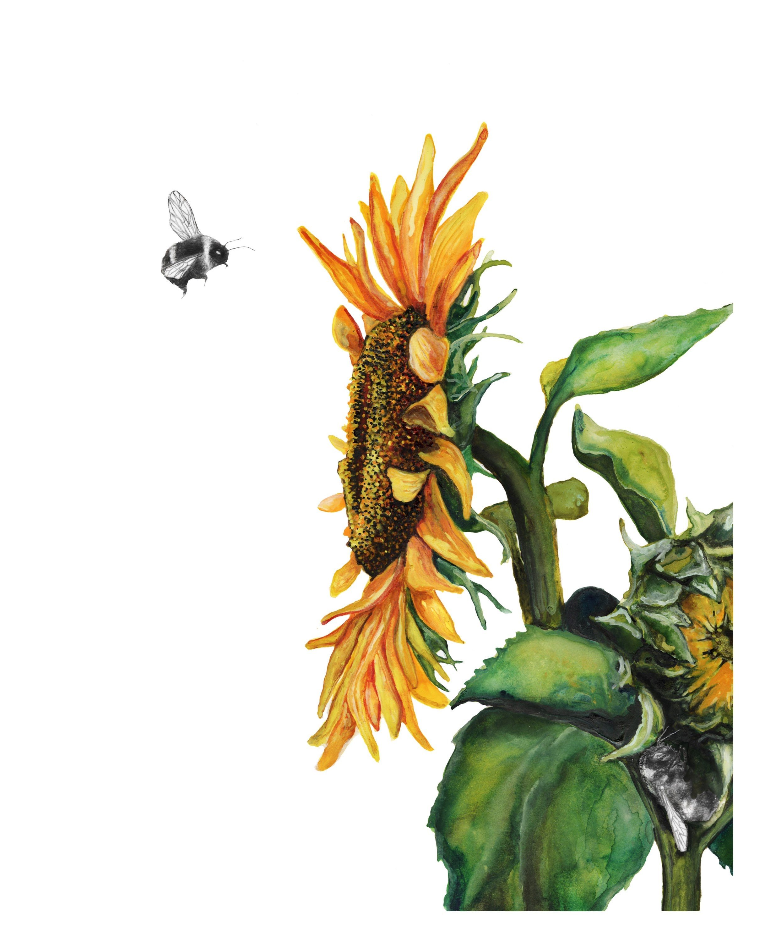 detailed view of watercolor print, sunflower in full bloom
