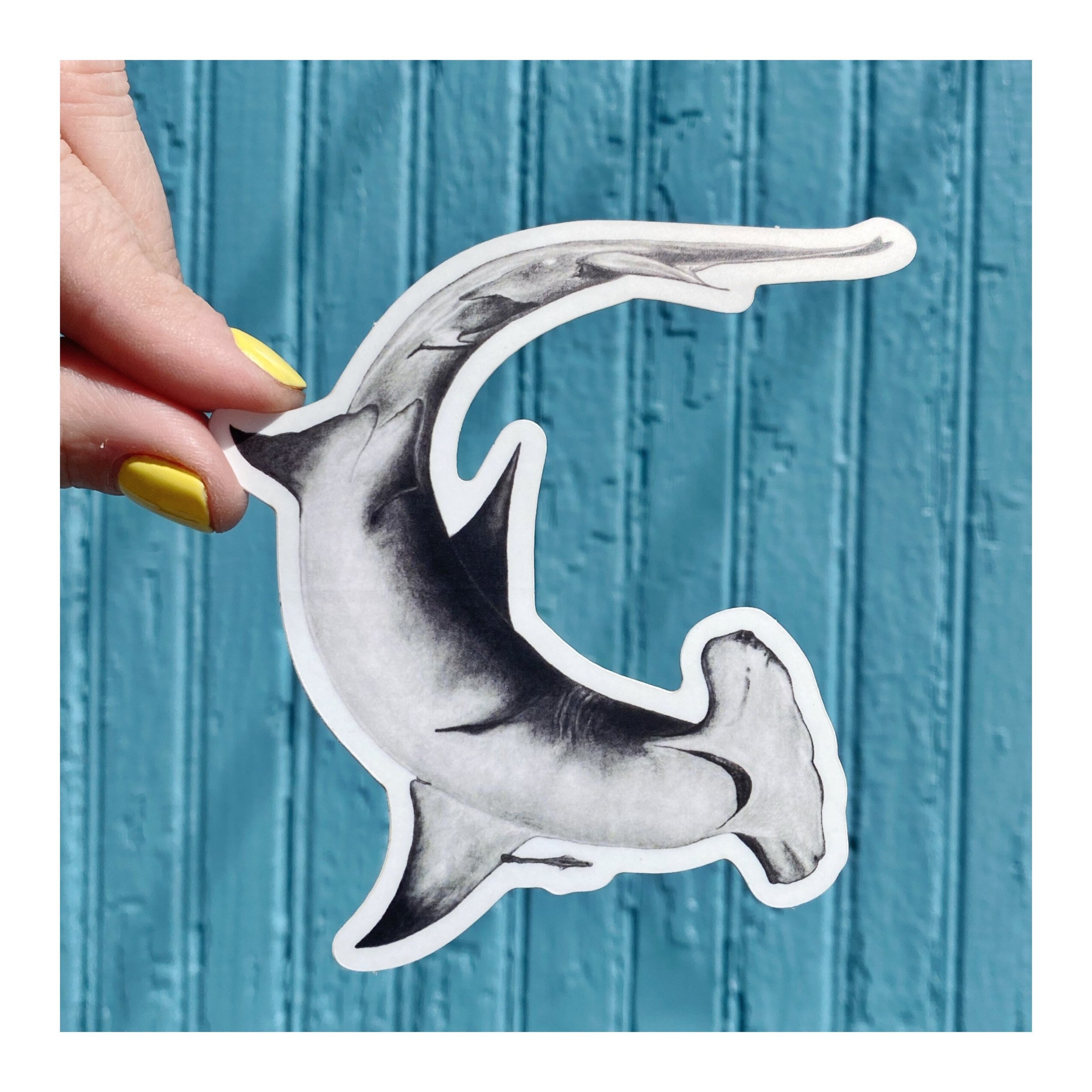 detailed shot of scalloped hammerhead shark drawing on a sticker