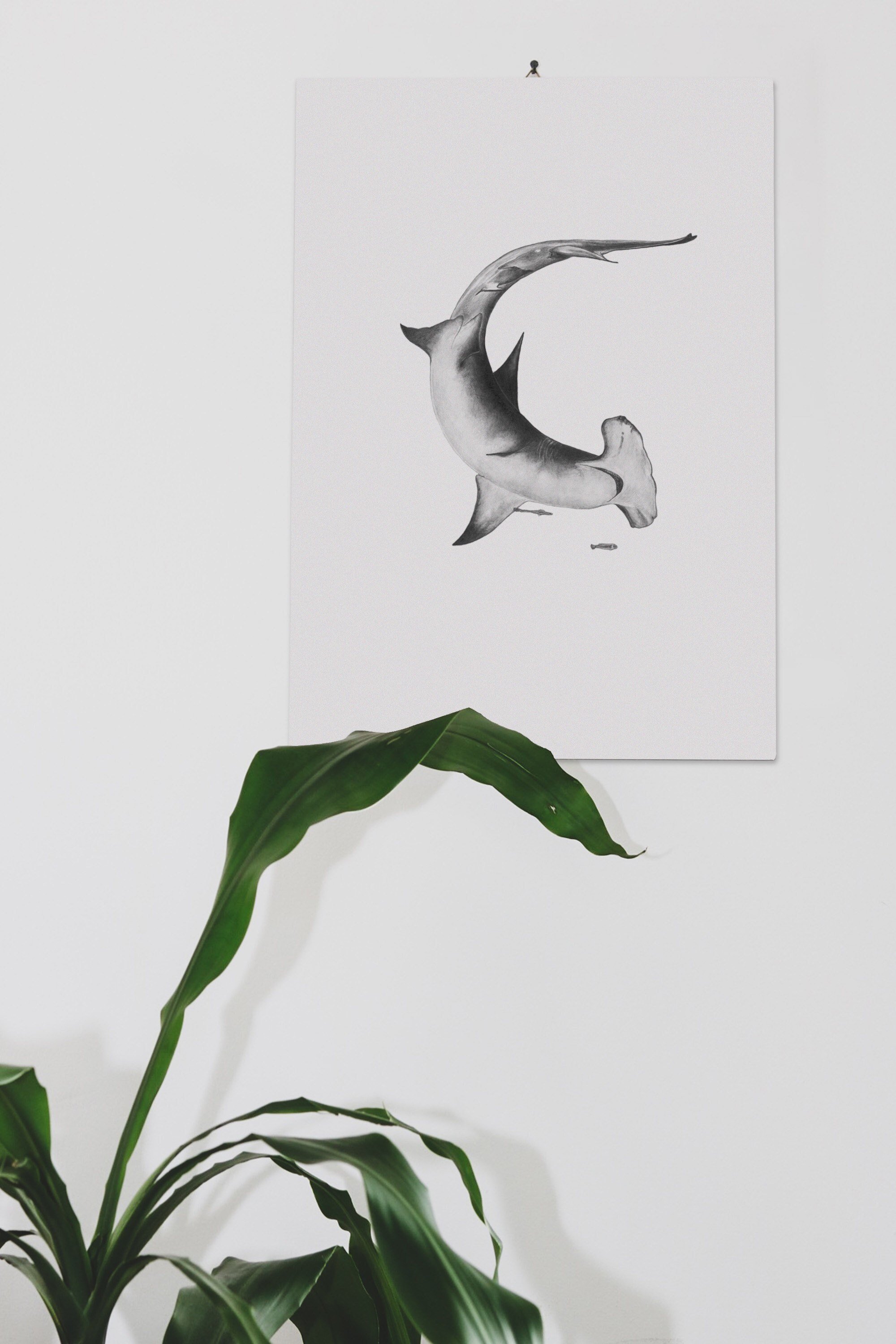 print of hammerhead shark drawing