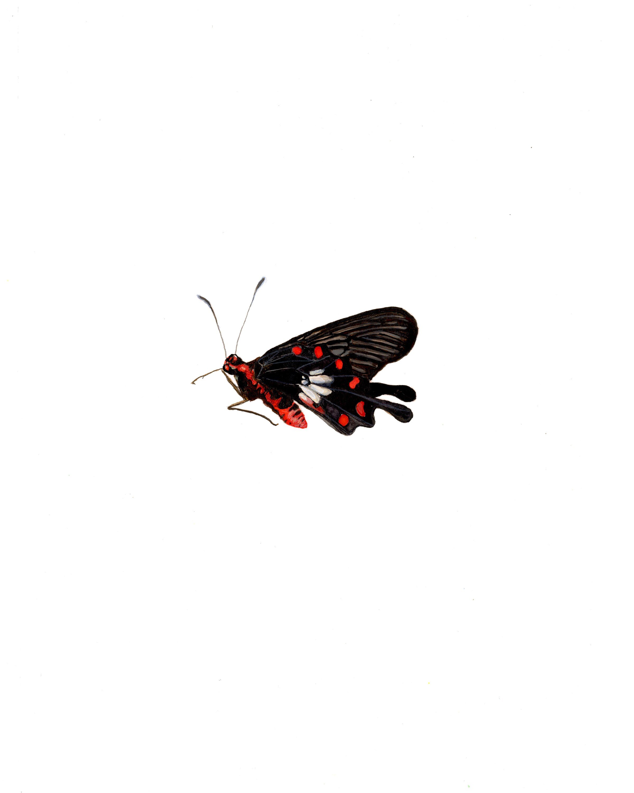 realistic watercolor print of black and red butterfly (Copy)