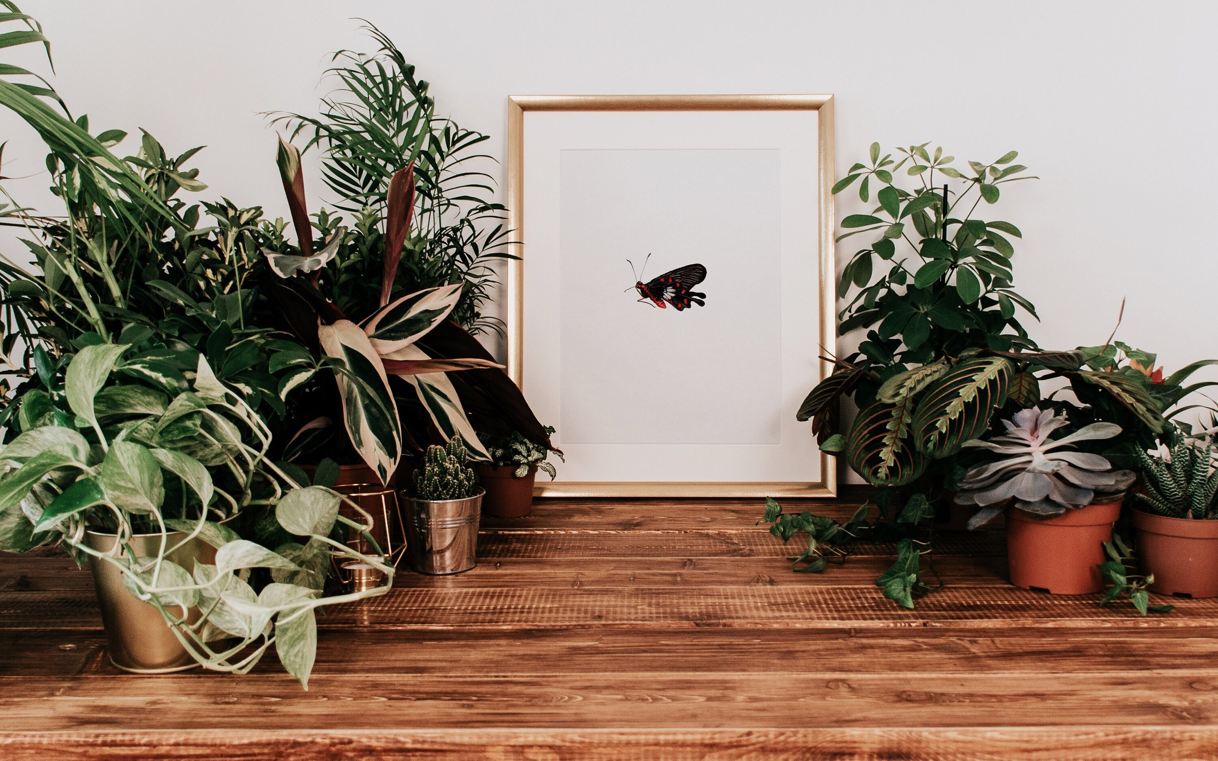 framed watercolor print of black swallowtail butterfly (Copy)