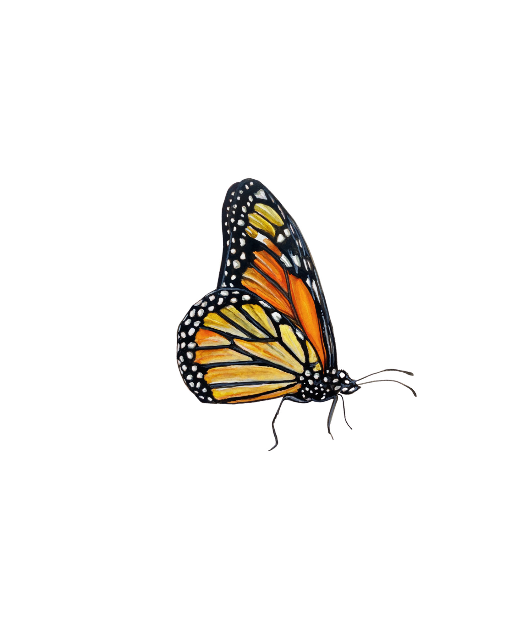 Original monarch butterfly watercolor painting
