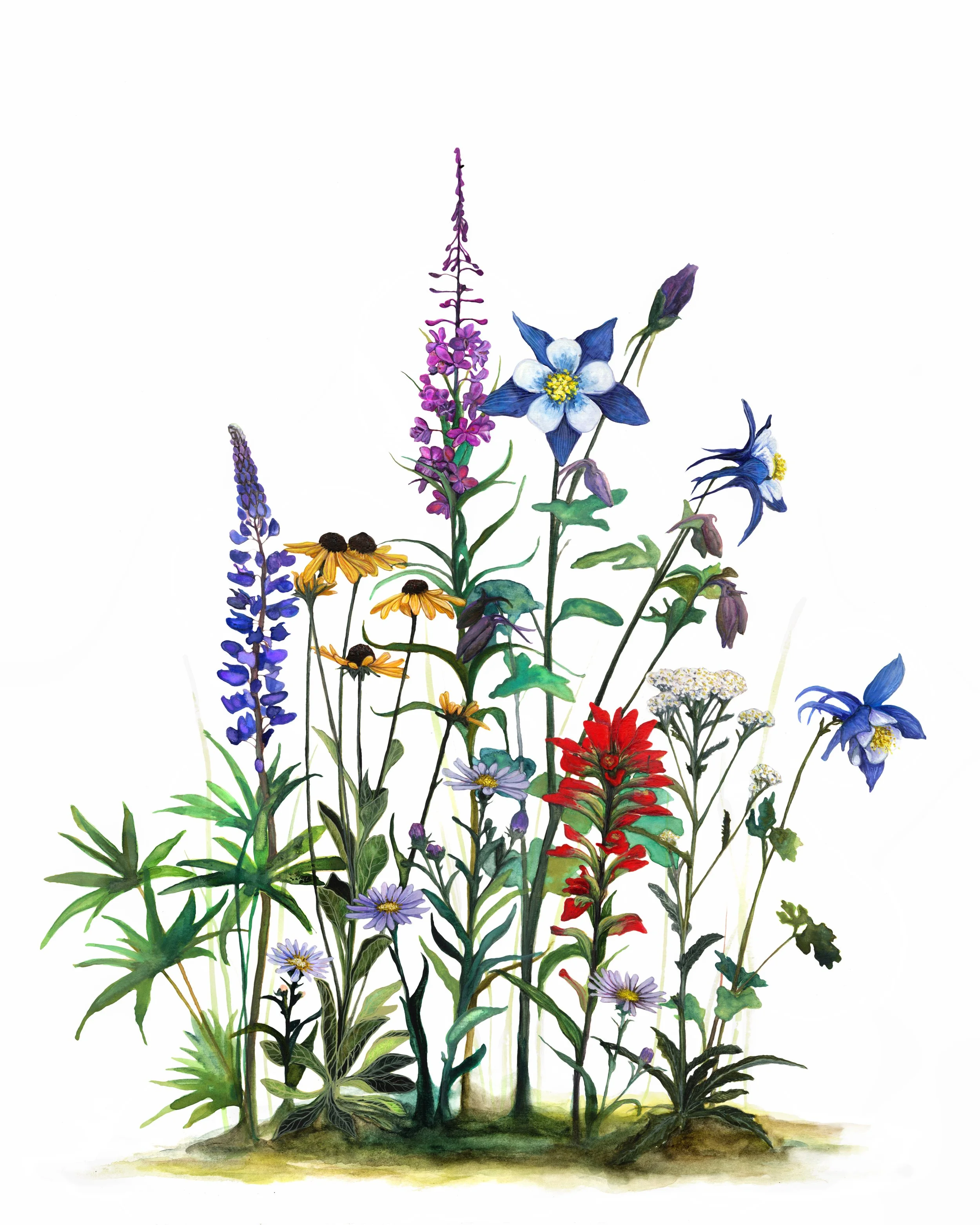 Rocky Mountain Wildflowers.JPG
