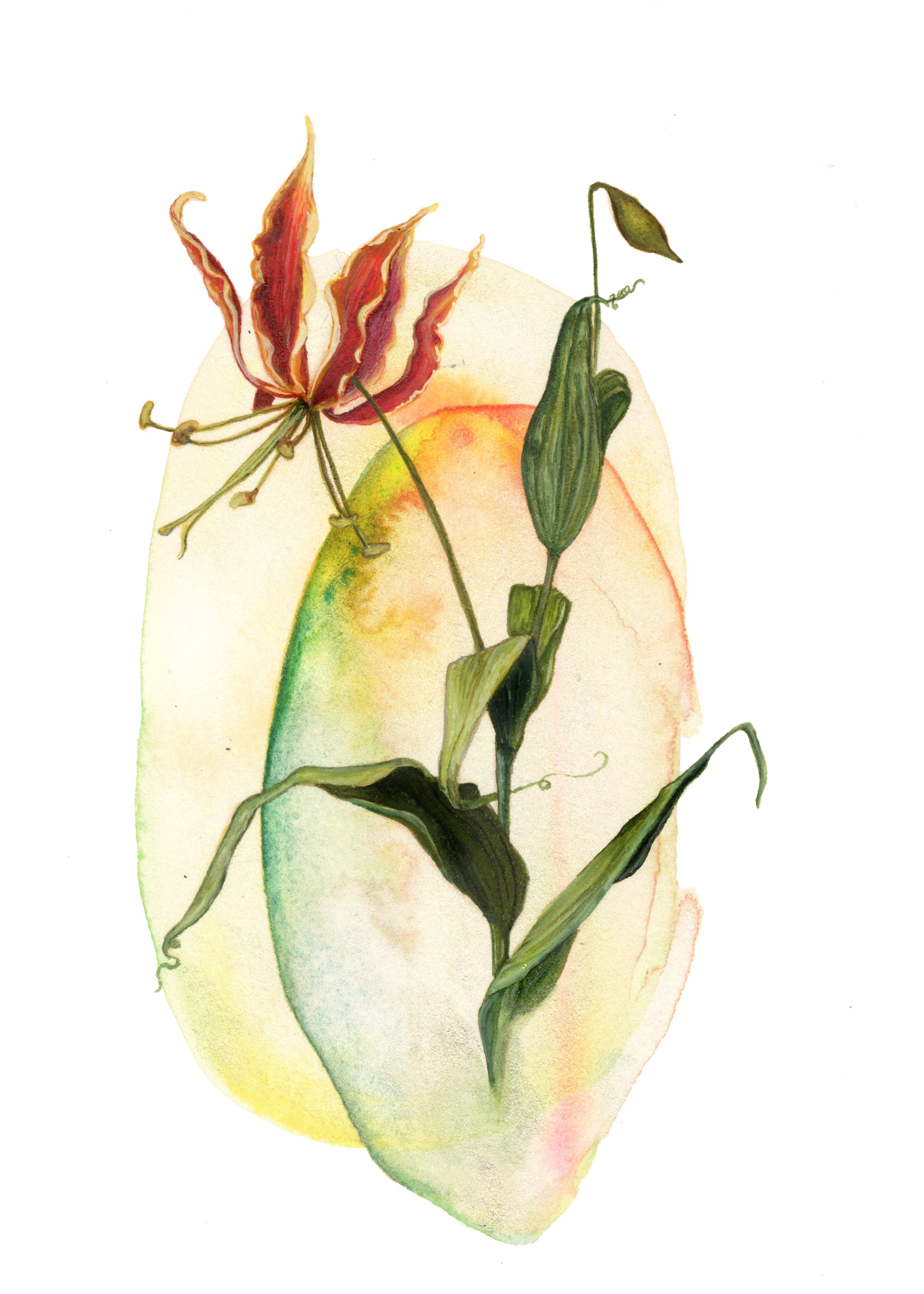 Flame Lily.jpg