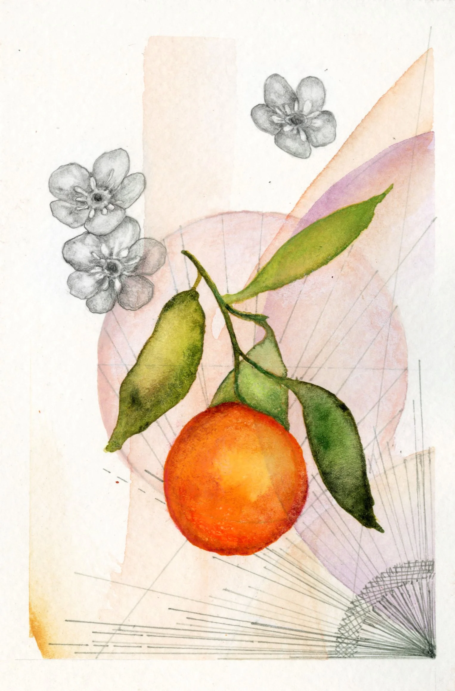 Oranges and Forget Me Knots no.1