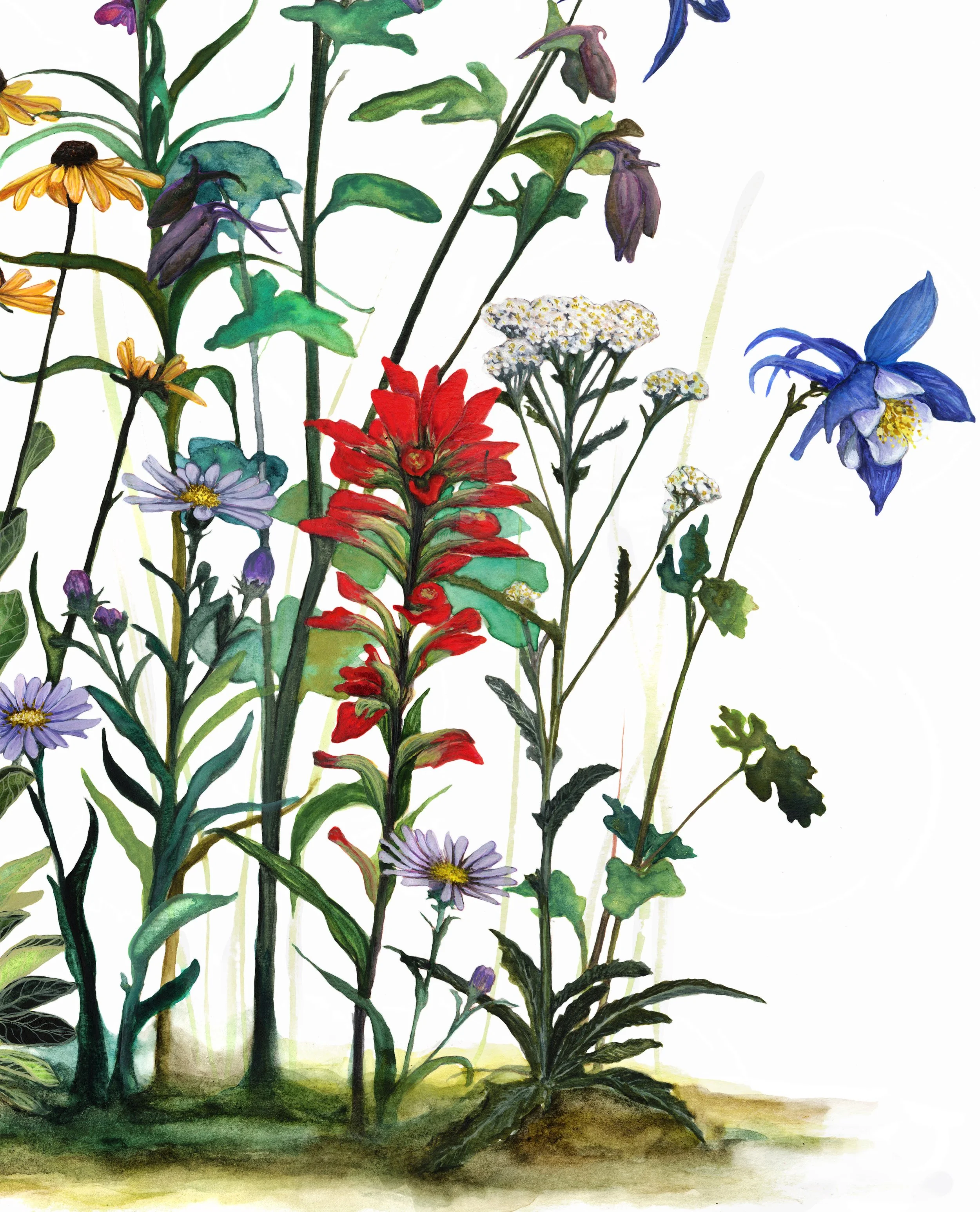 Rocky Mountain Wildflowers_Afterlight_Afterlight 2.JPG