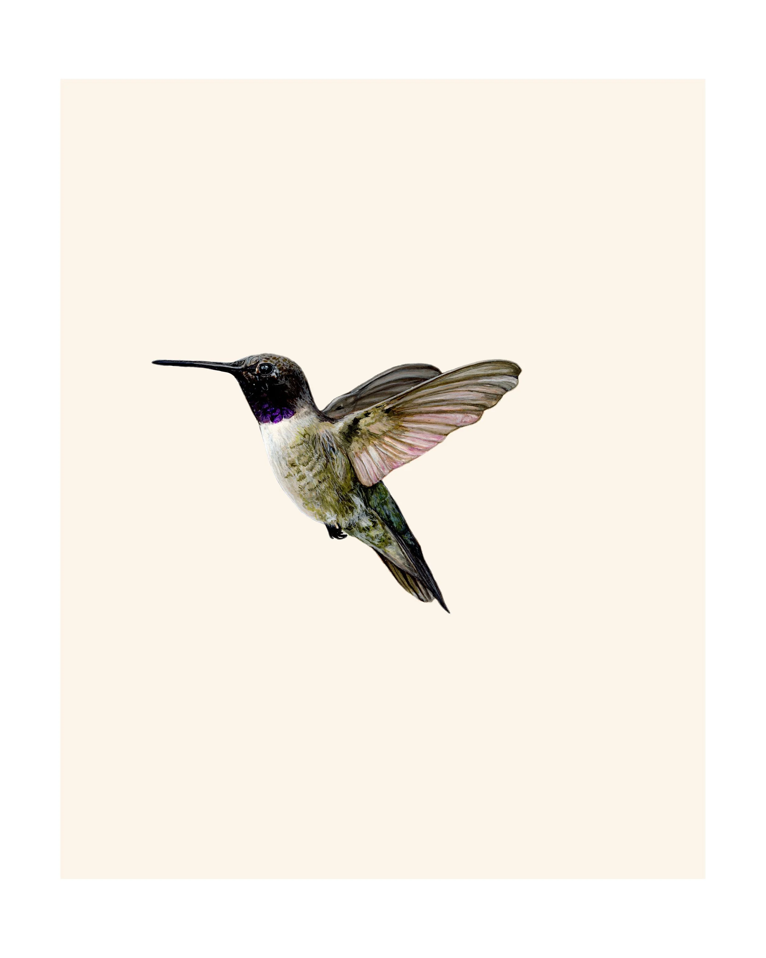 black chinned light.jpg