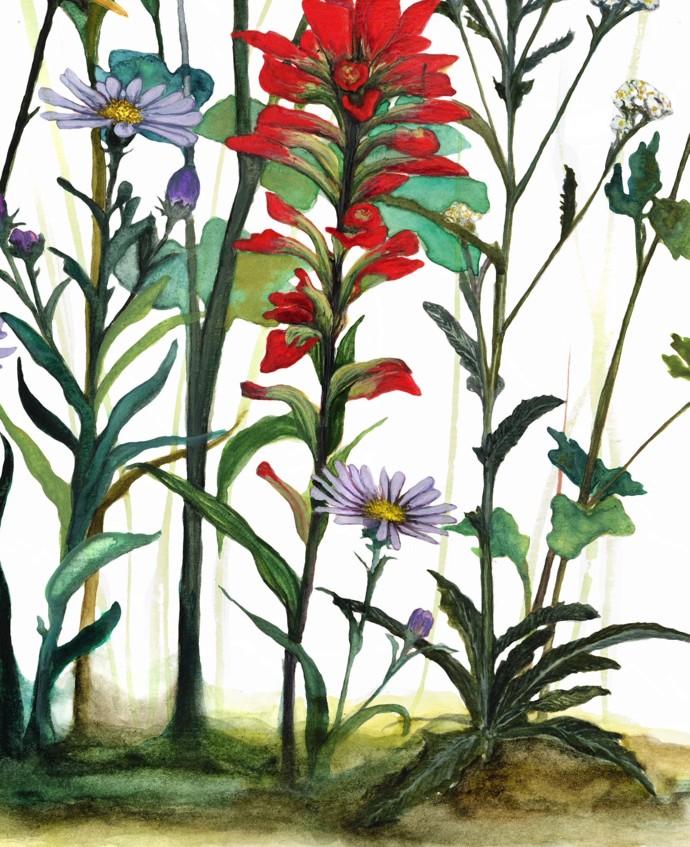 Rocky Mountain Wildflowers_Afterlight_Afterlight 3.JPG