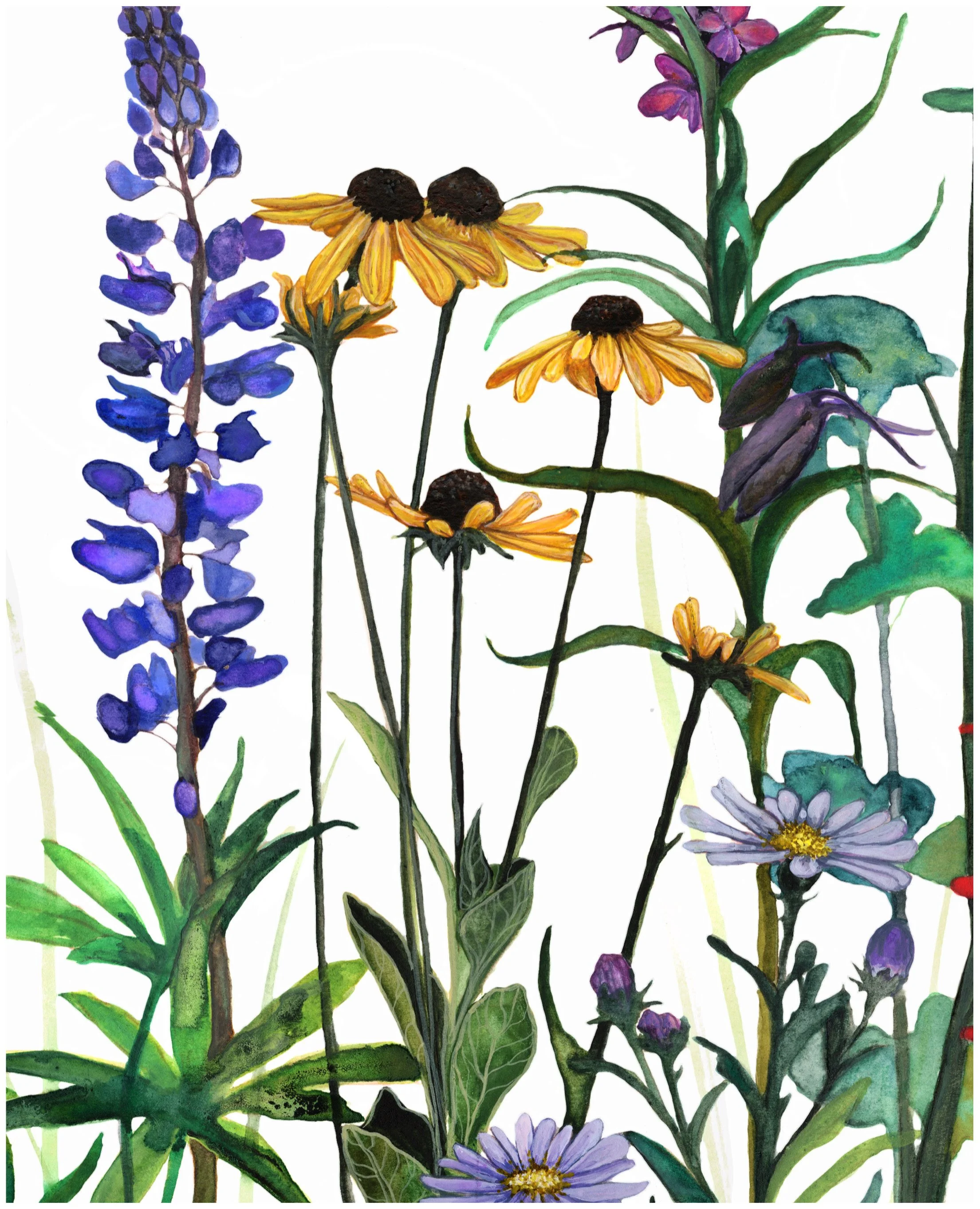 Rocky Mountain Wildflowers_Afterlight_Afterlight 4.JPG