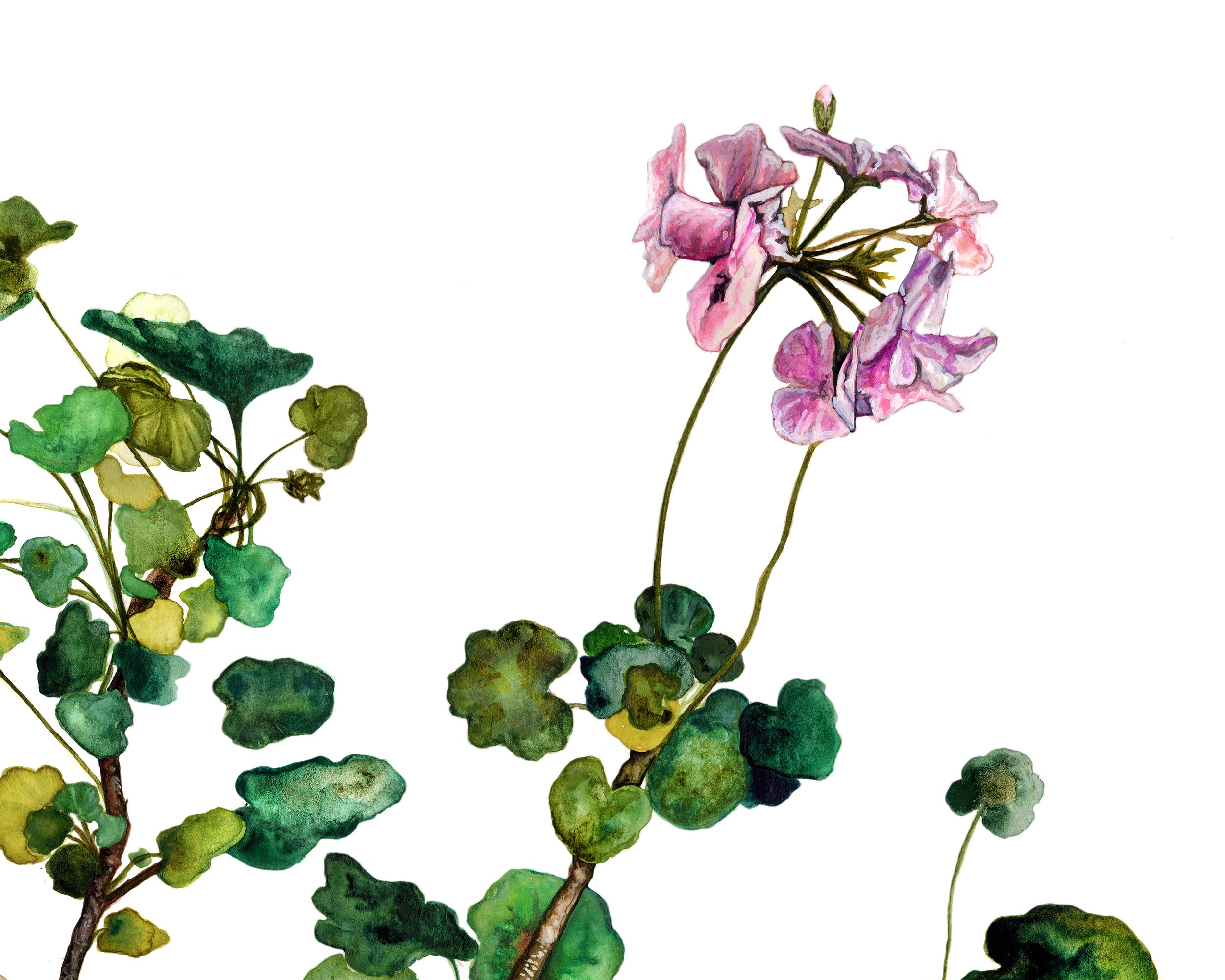 Geranium Detail.jpg