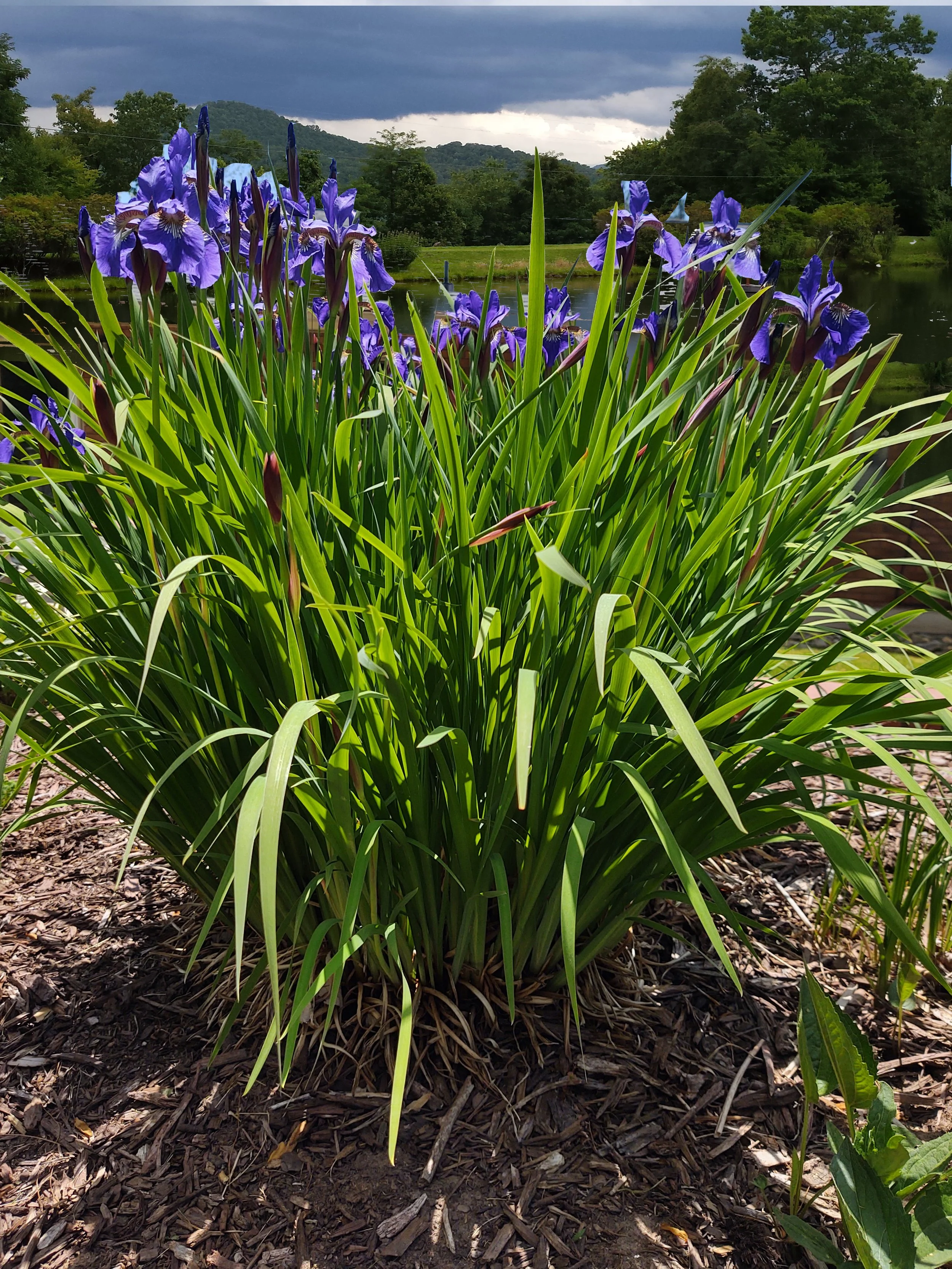 Healing images in nature like these blue flowers by a pond are helpful coping skills used in EMDR therapy